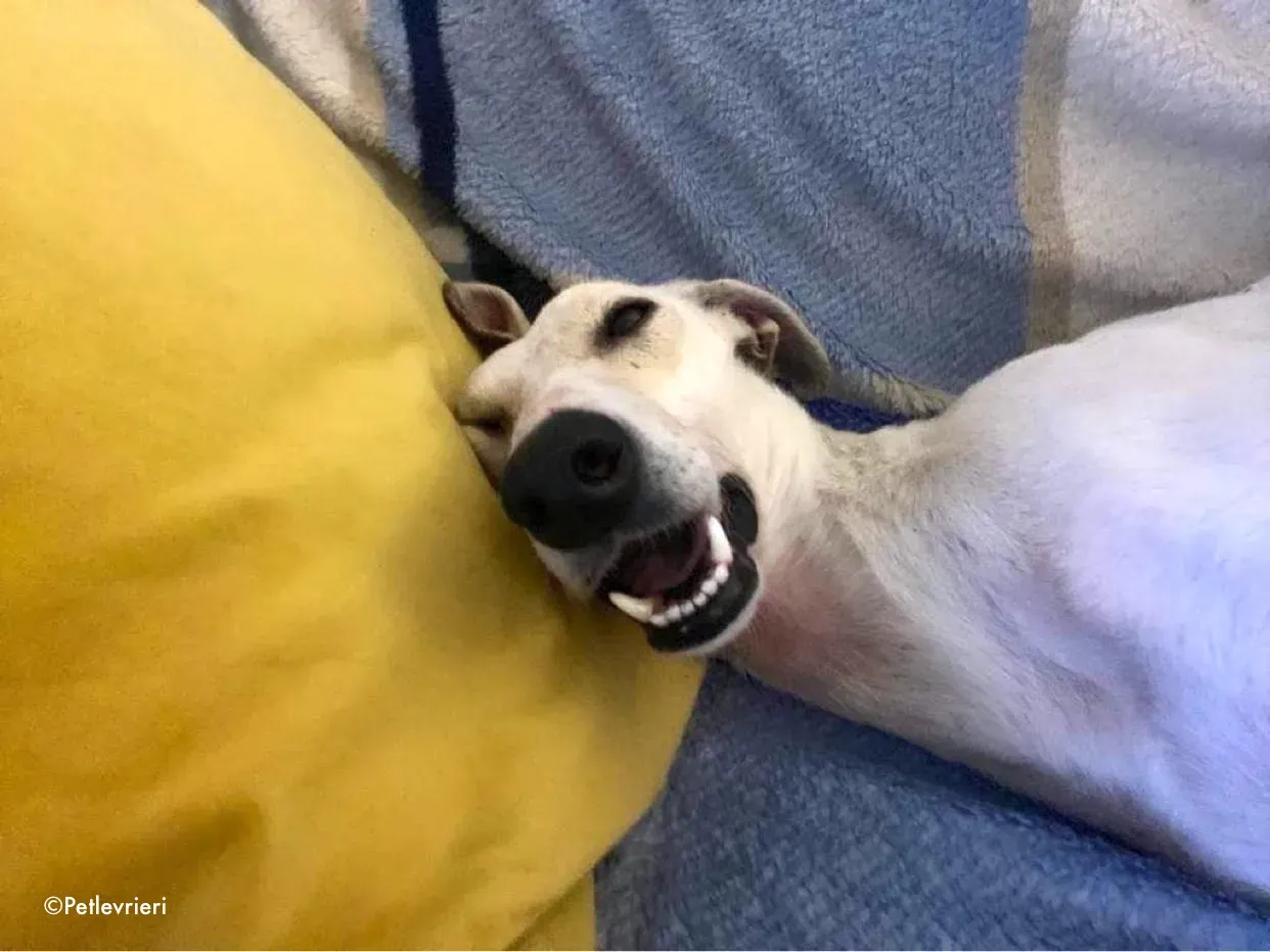 journey adozione levrieri greyhound 8