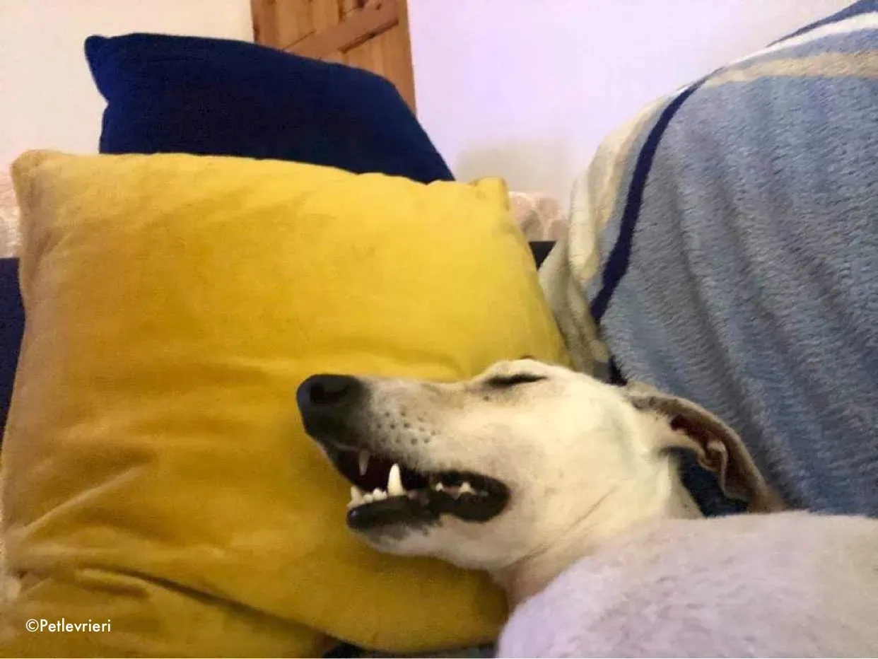 journey adozione levrieri greyhound 9