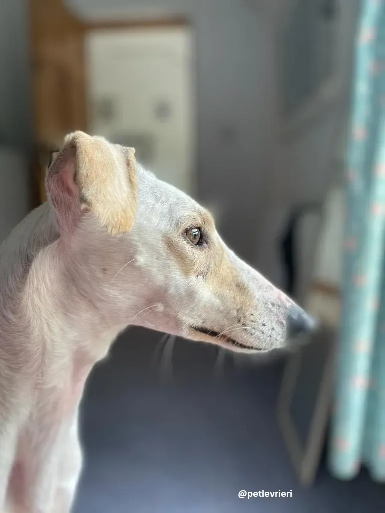 journey adozione lurcher 1 1