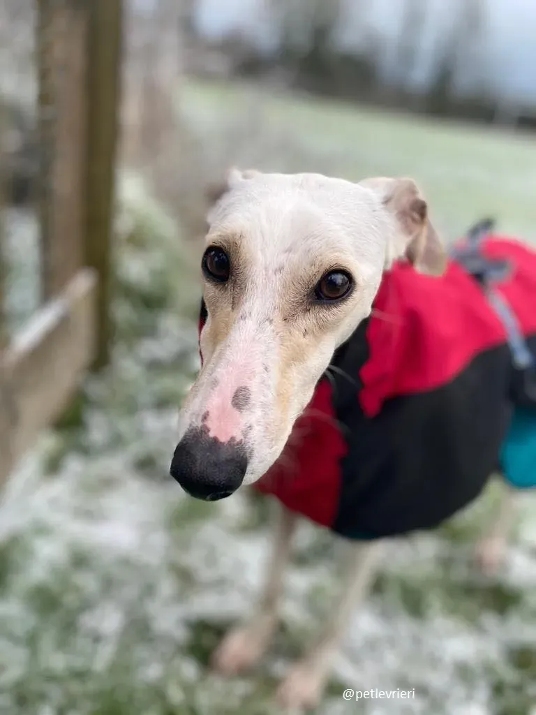 journey adozione lurcher 1