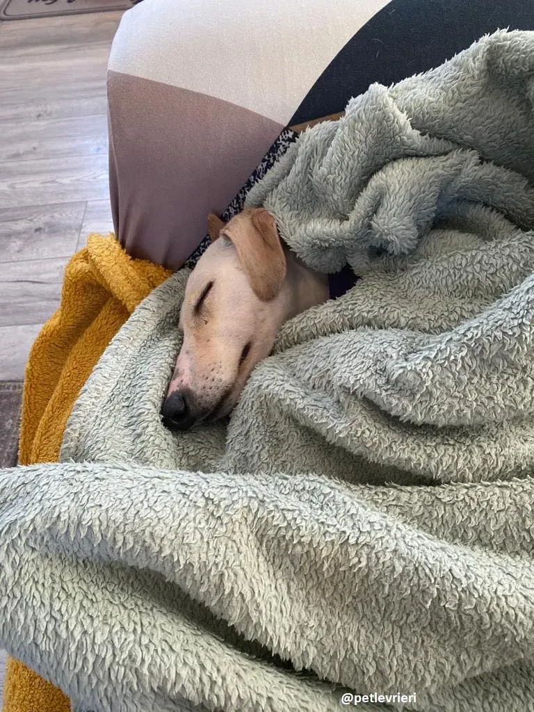 journey adozione lurcher 10