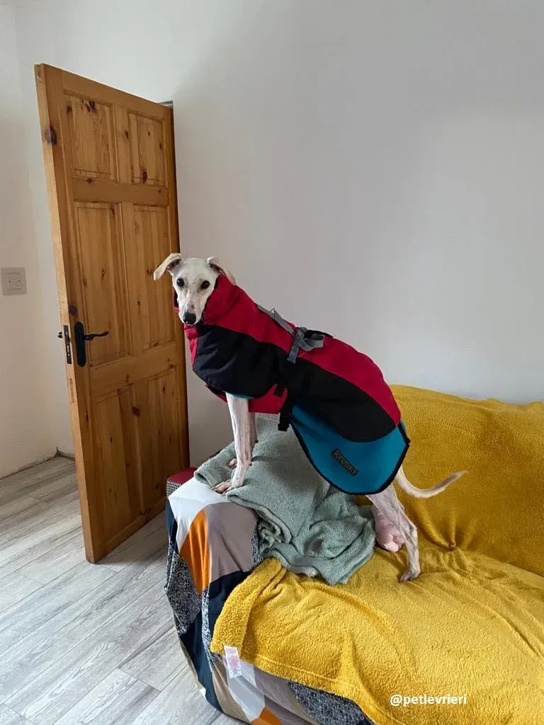 journey adozione lurcher 11