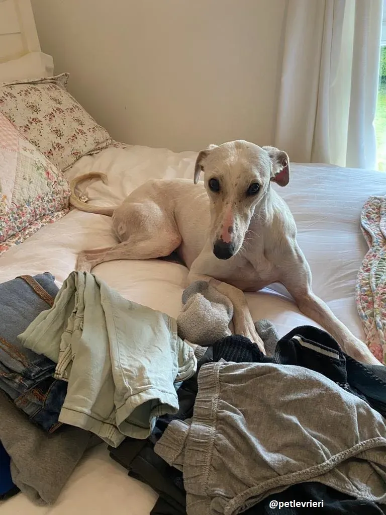 journey adozione lurcher 14