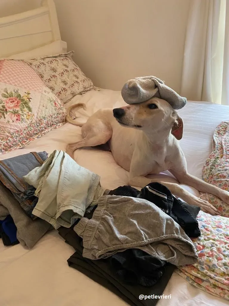 journey adozione lurcher 15