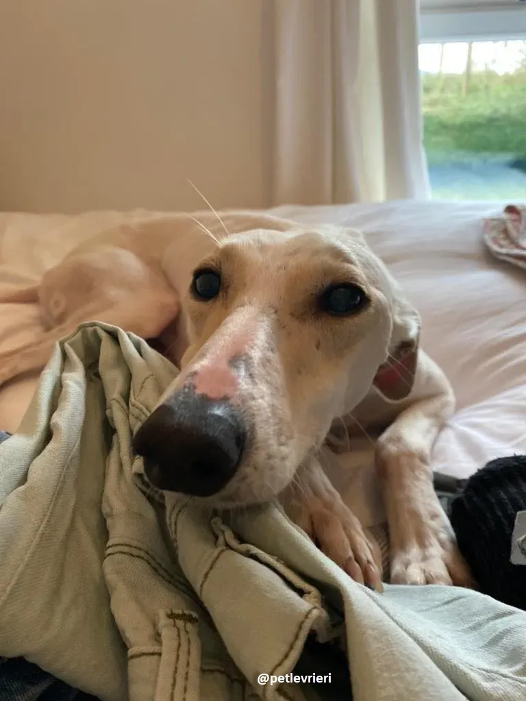 journey adozione lurcher 16