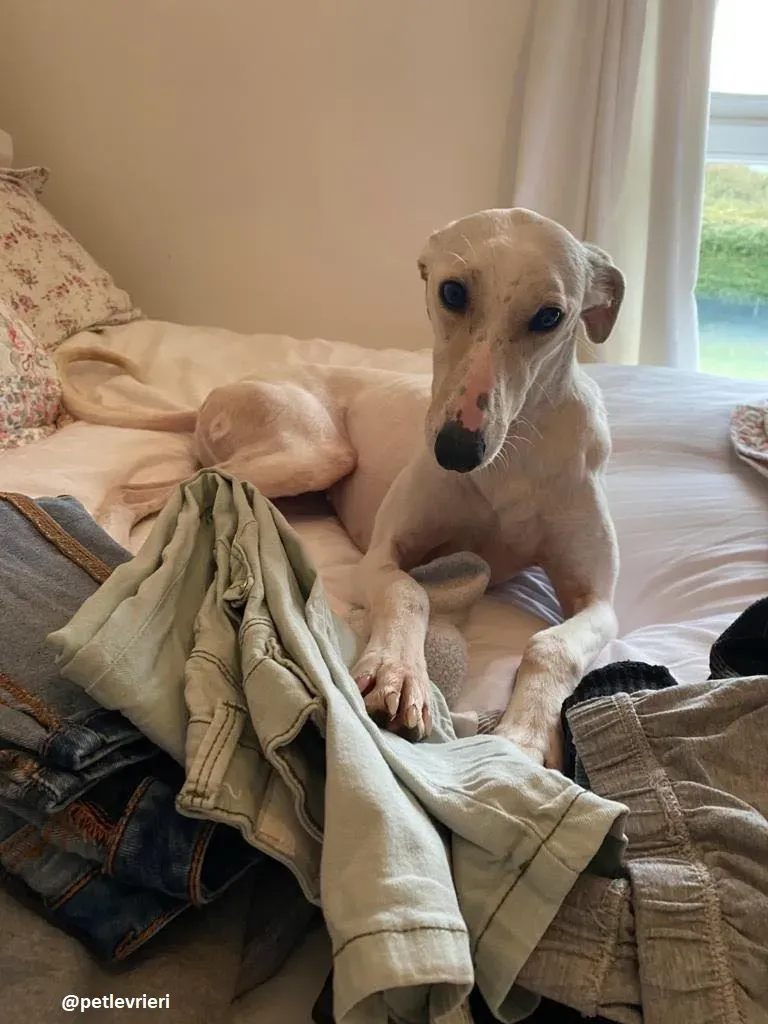 journey adozione lurcher 17