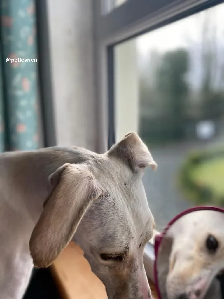 journey adozione lurcher 2 1