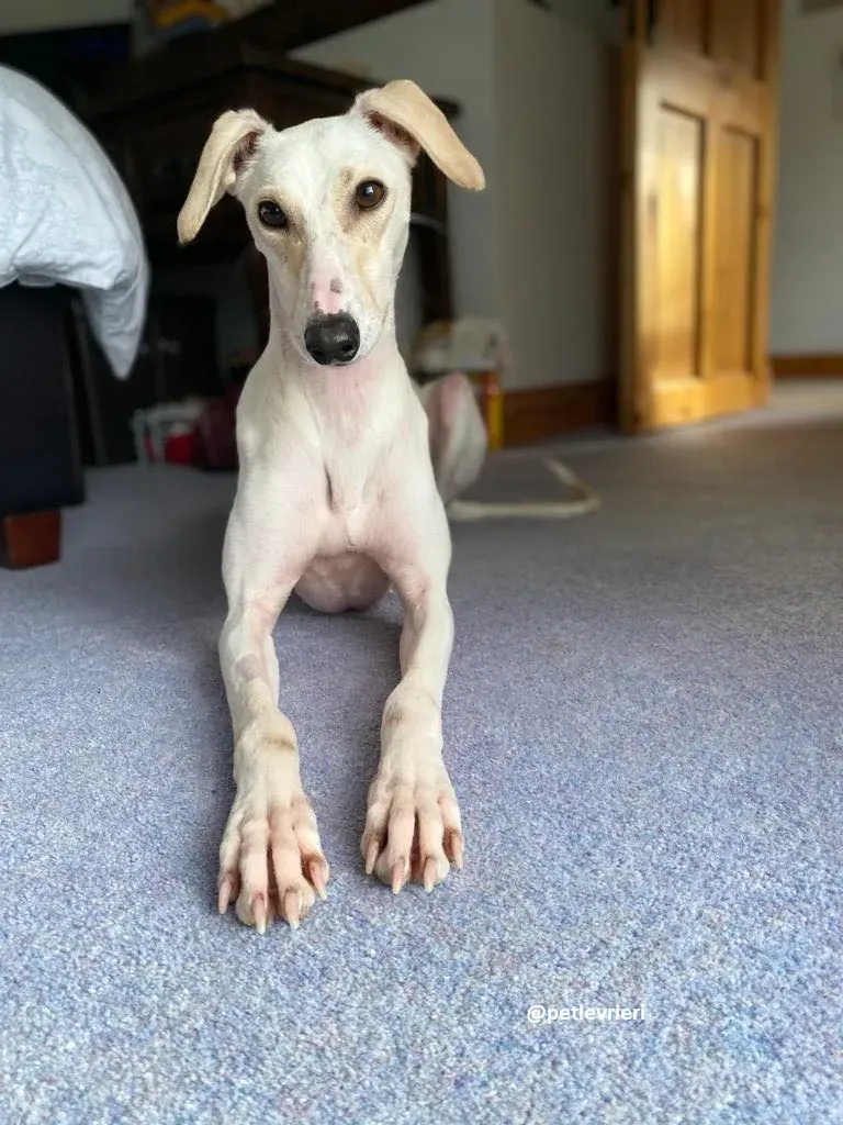 journey adozione lurcher 2