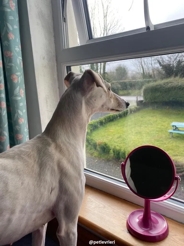 journey adozione lurcher 3 1