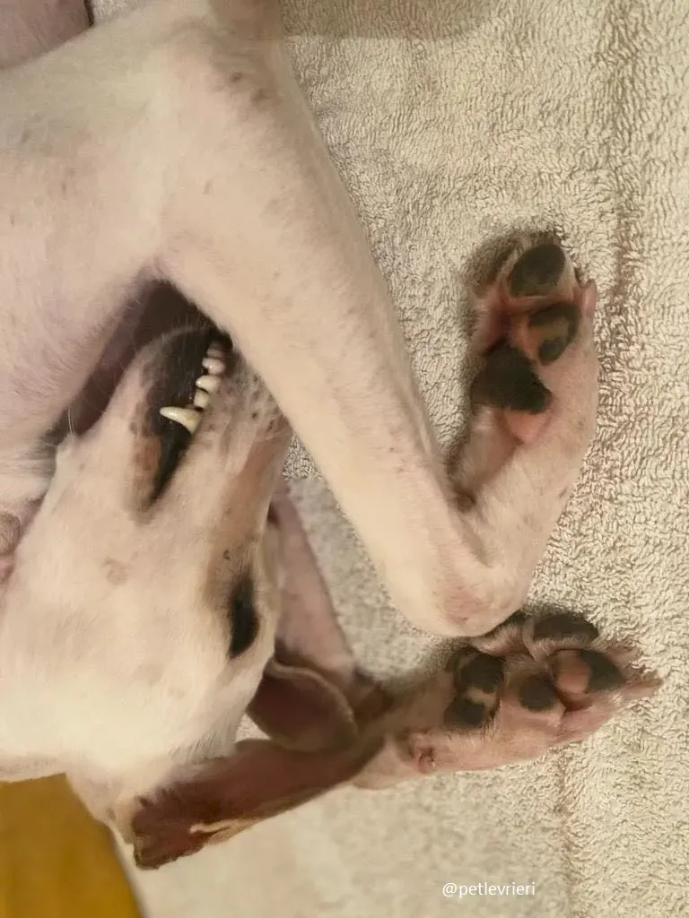 journey adozione lurcher 3