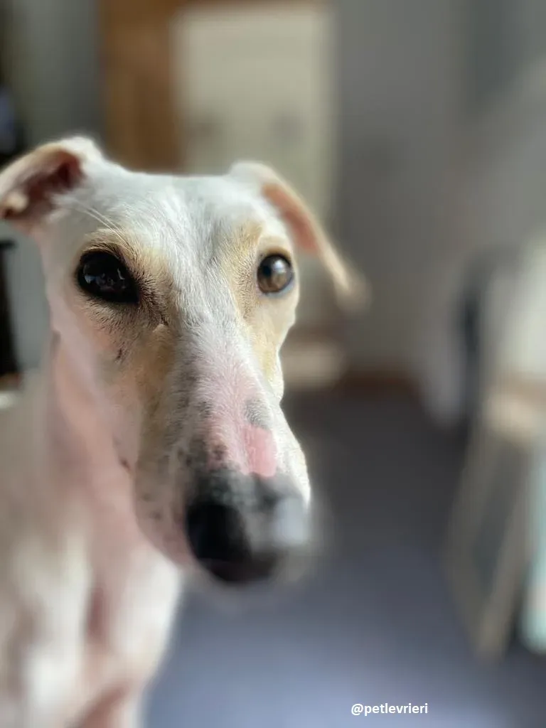 journey adozione lurcher 4 1