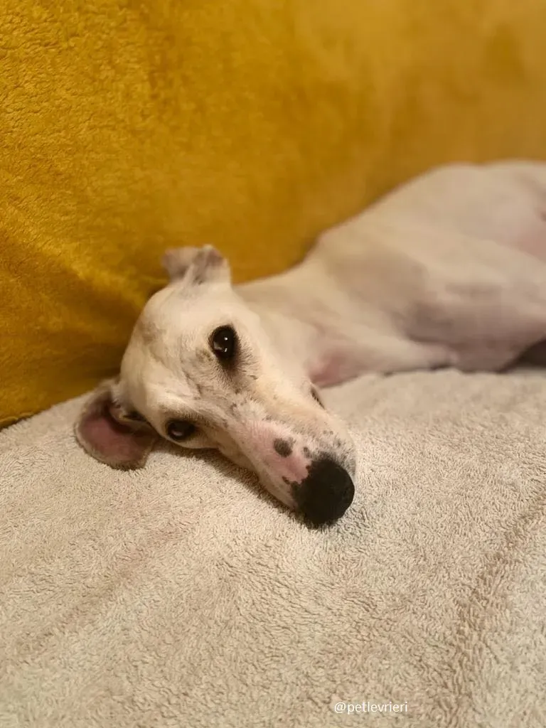 journey adozione lurcher 4