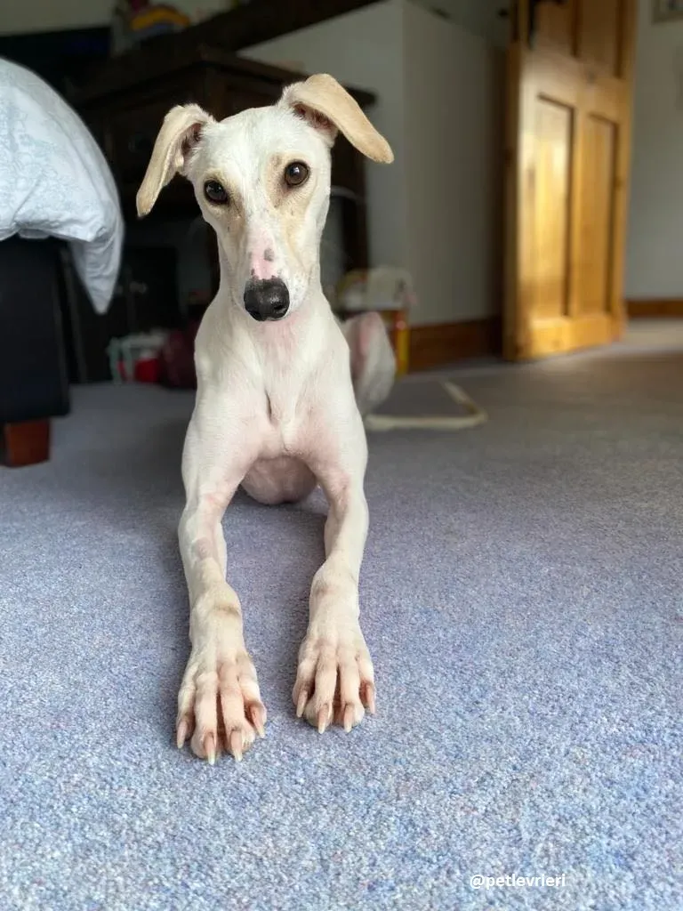 journey adozione lurcher 5 1