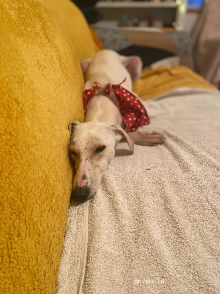 journey adozione lurcher 5