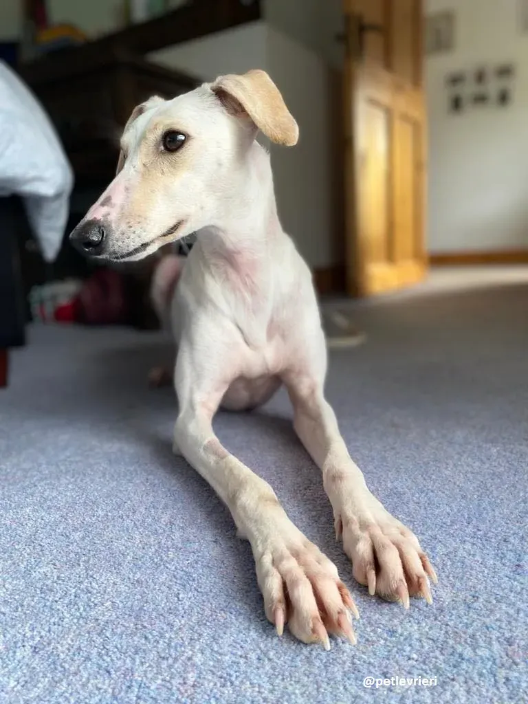 journey adozione lurcher 6 1