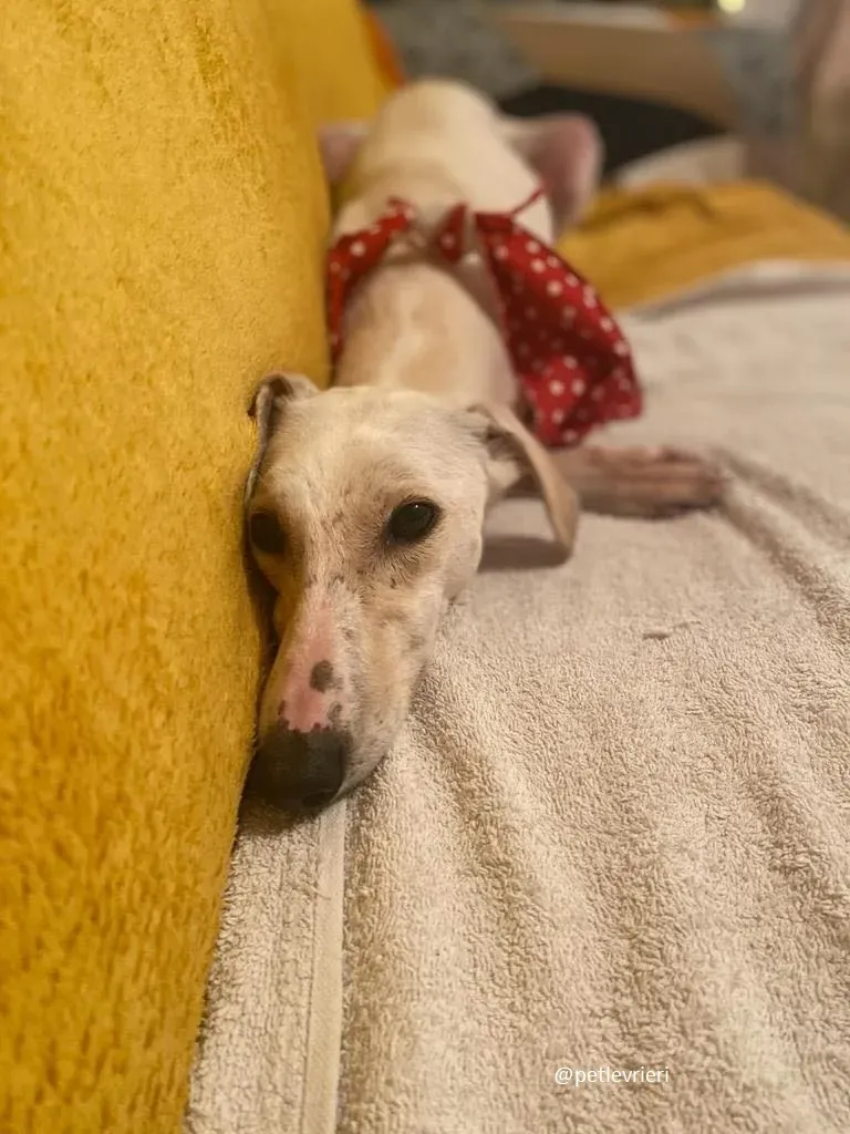 journey adozione lurcher 6