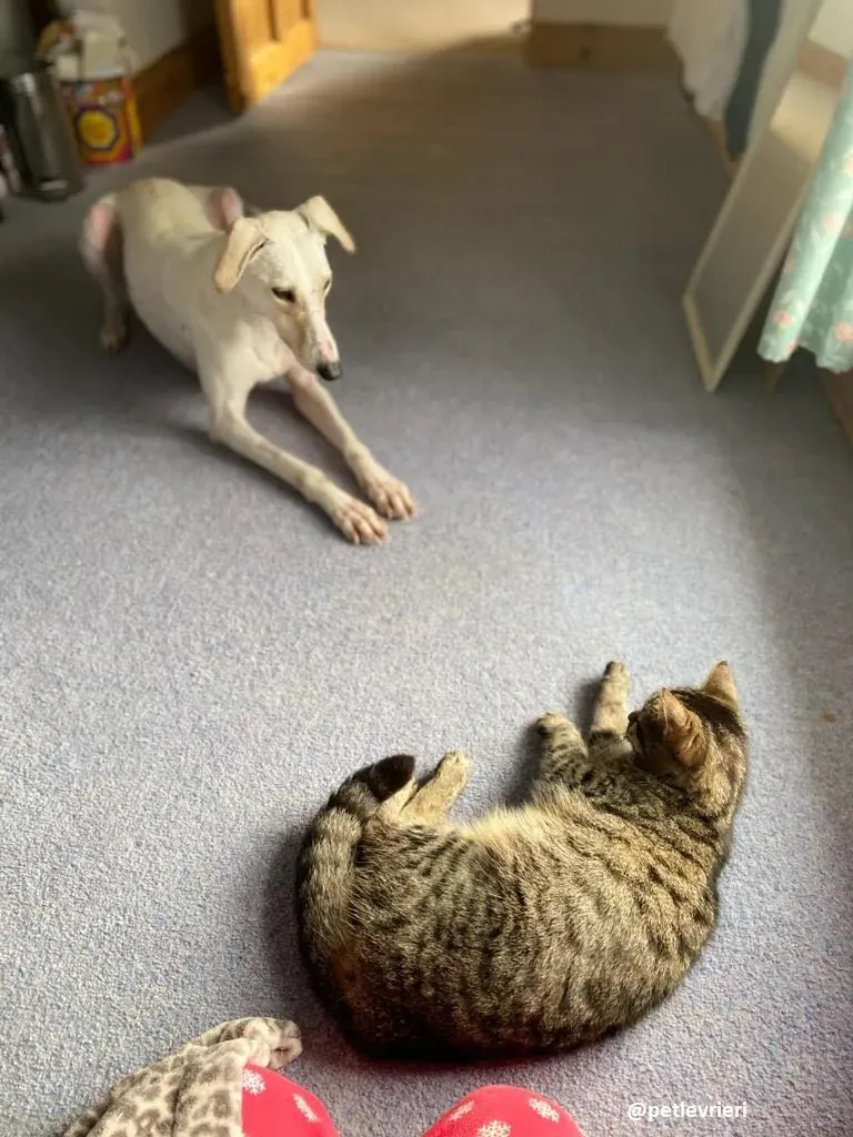 journey adozione lurcher 7 1