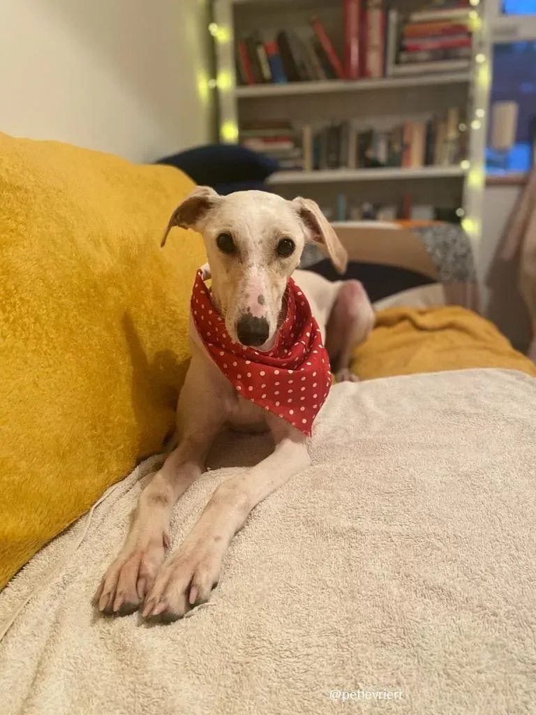 journey adozione lurcher 7