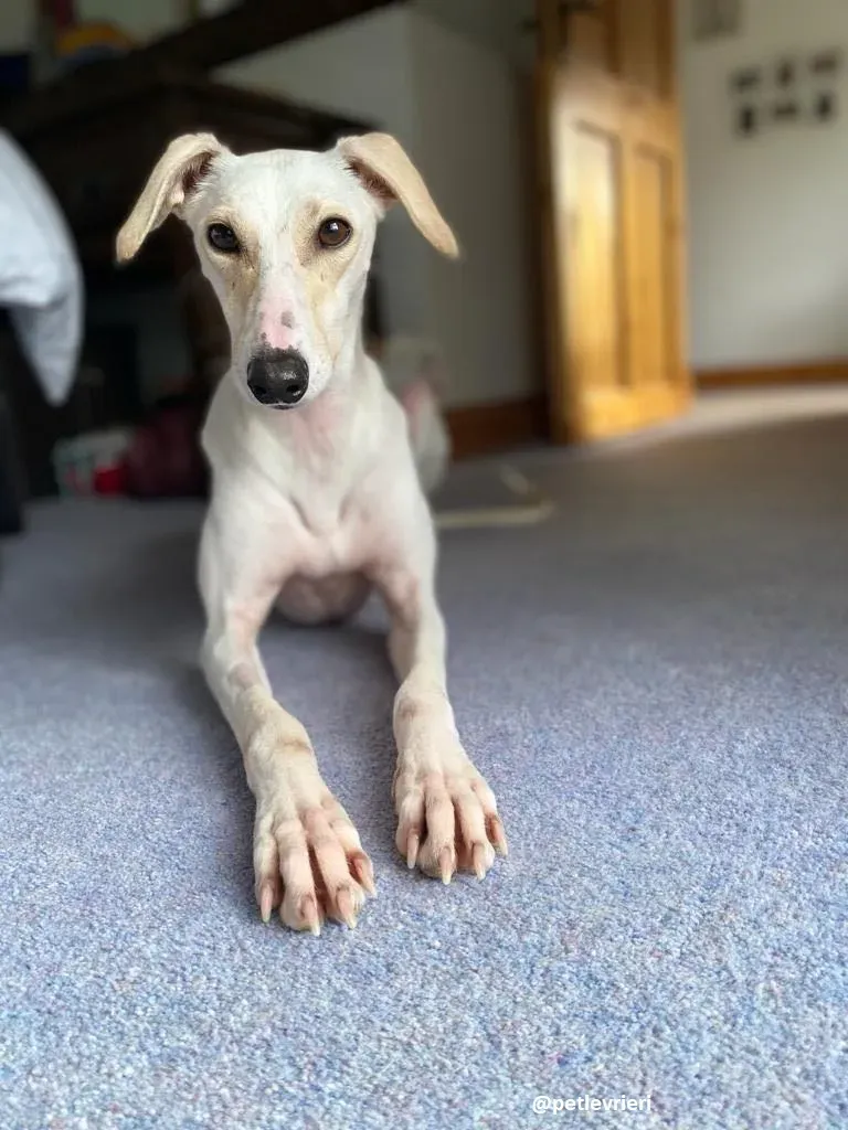 journey adozione lurcher 8