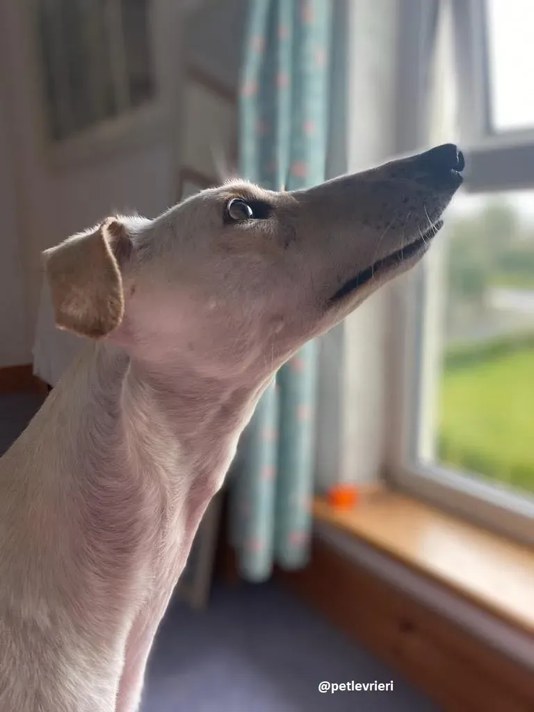 journey adozione lurcher 9 1