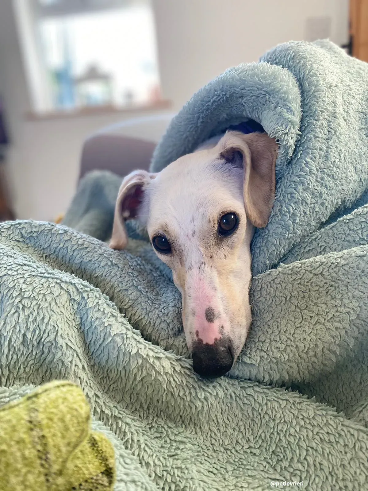 journey adozione lurcher 9