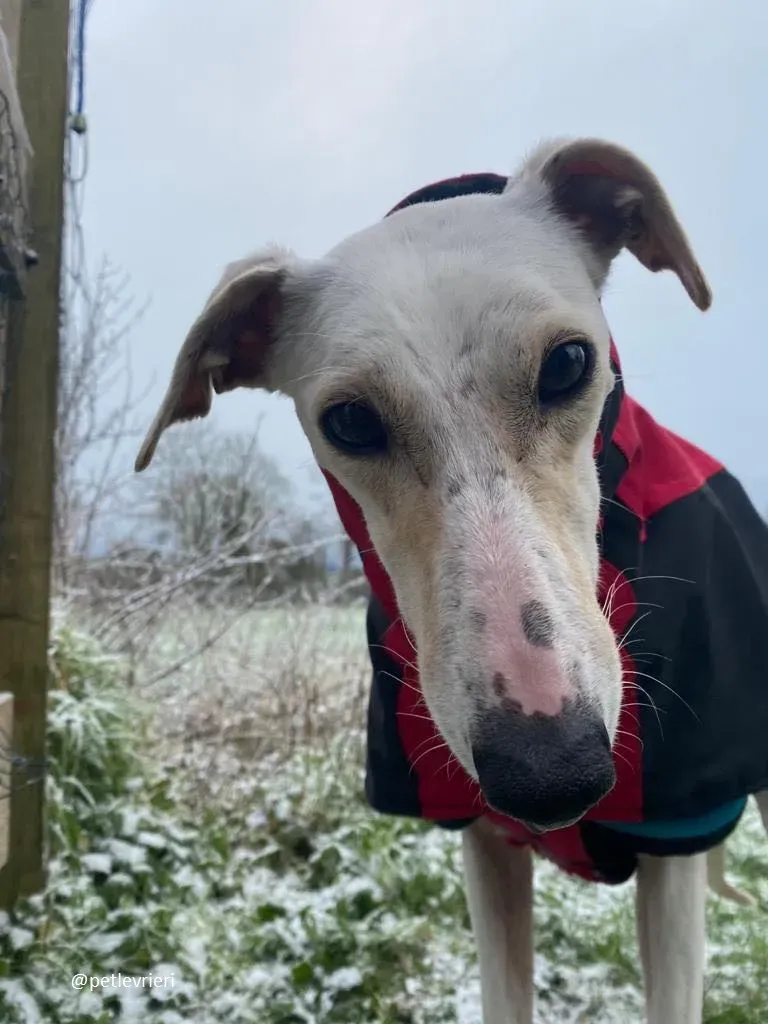 journey adozione lurcher
