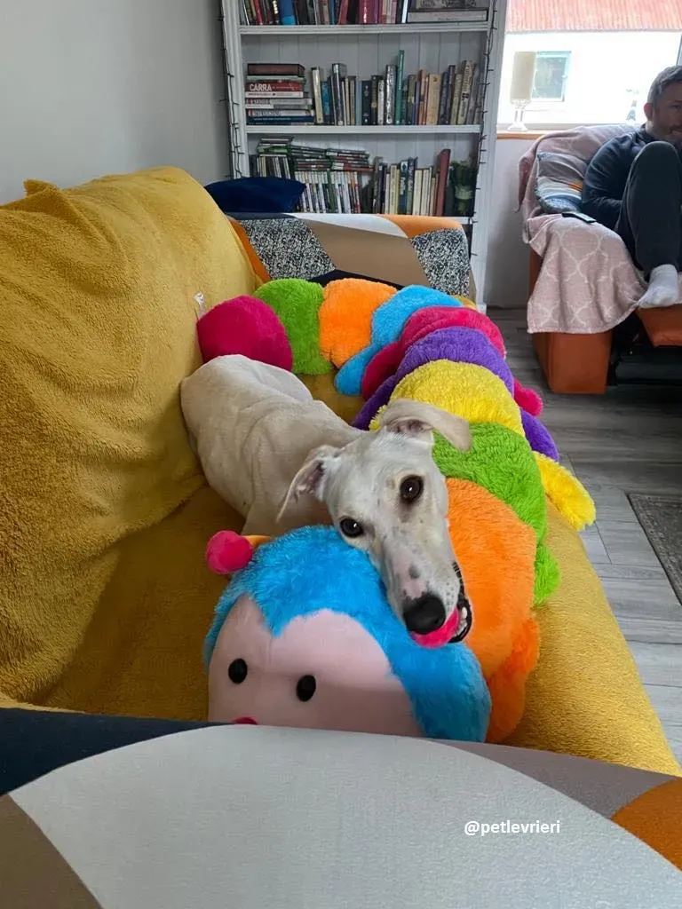 journey adozione lurcher20