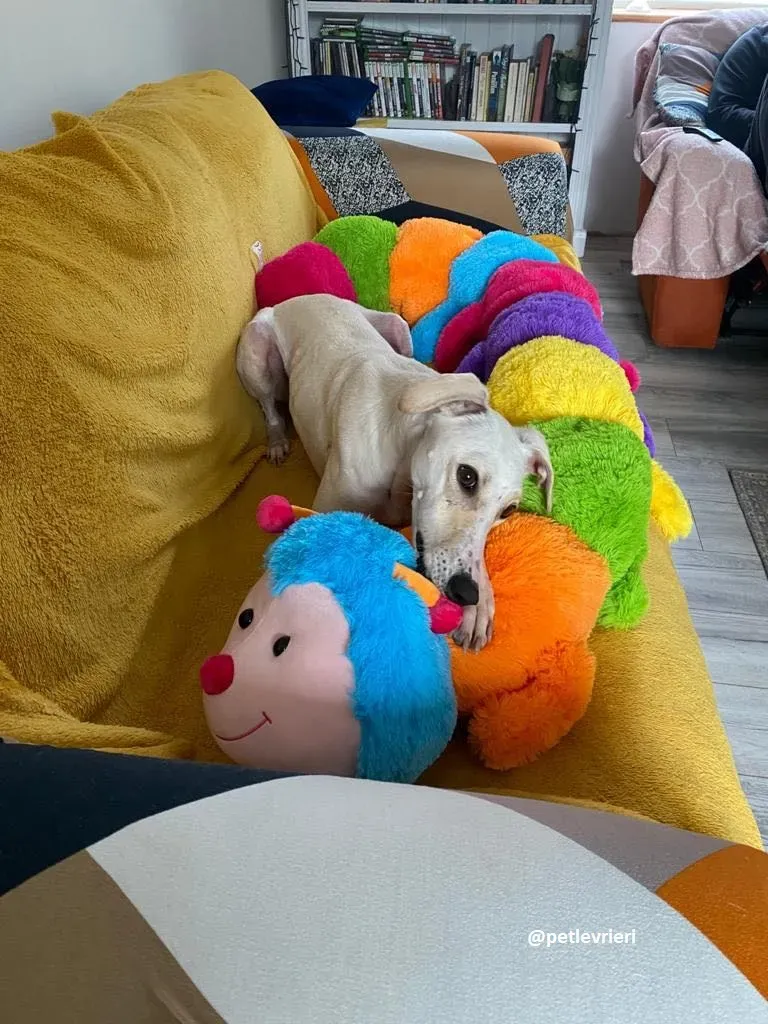 journey adozione lurcher21