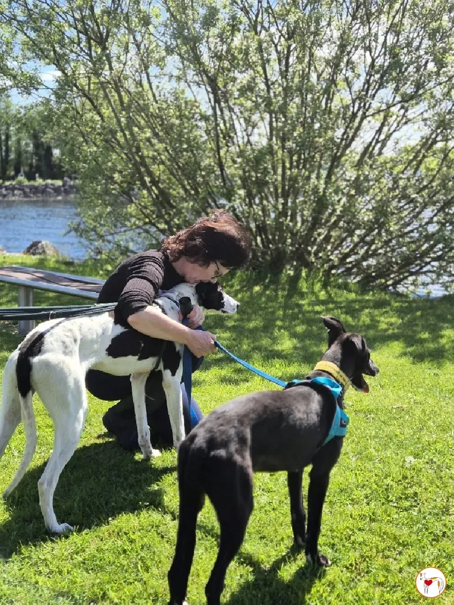 joy grey adozione 15 05 2024 22