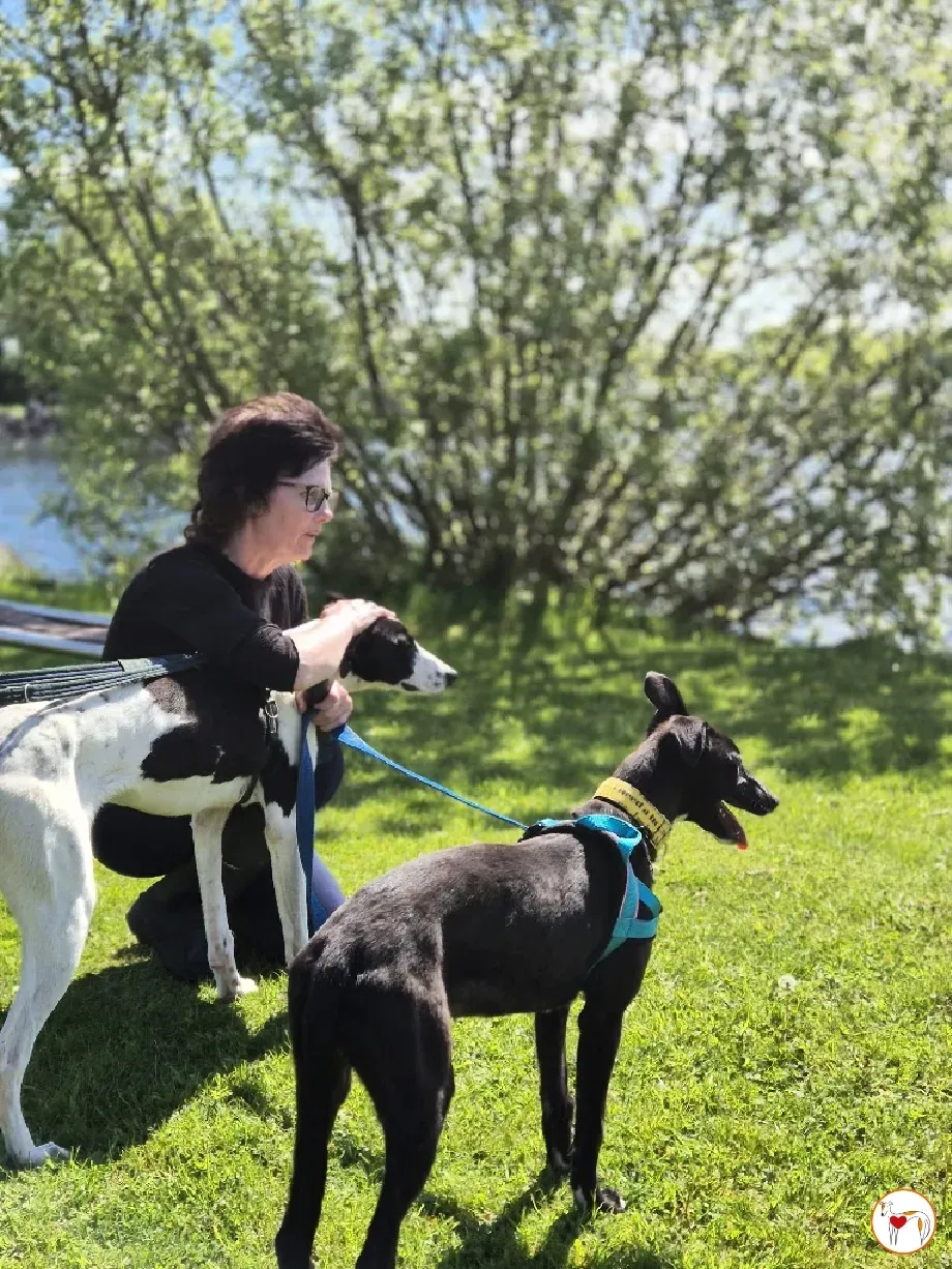 joy grey adozione 15 05 2024 23