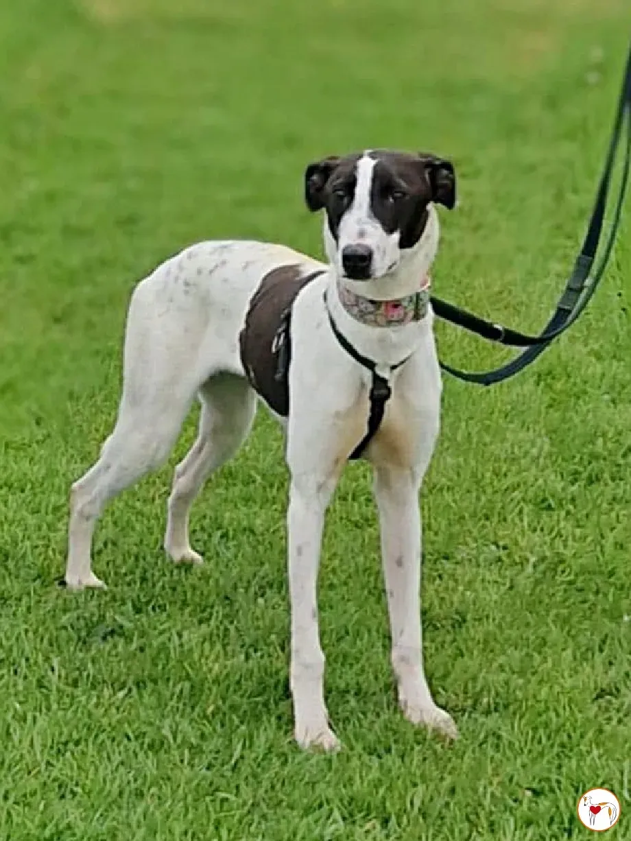 joy grey adozione 15 05 2024 25