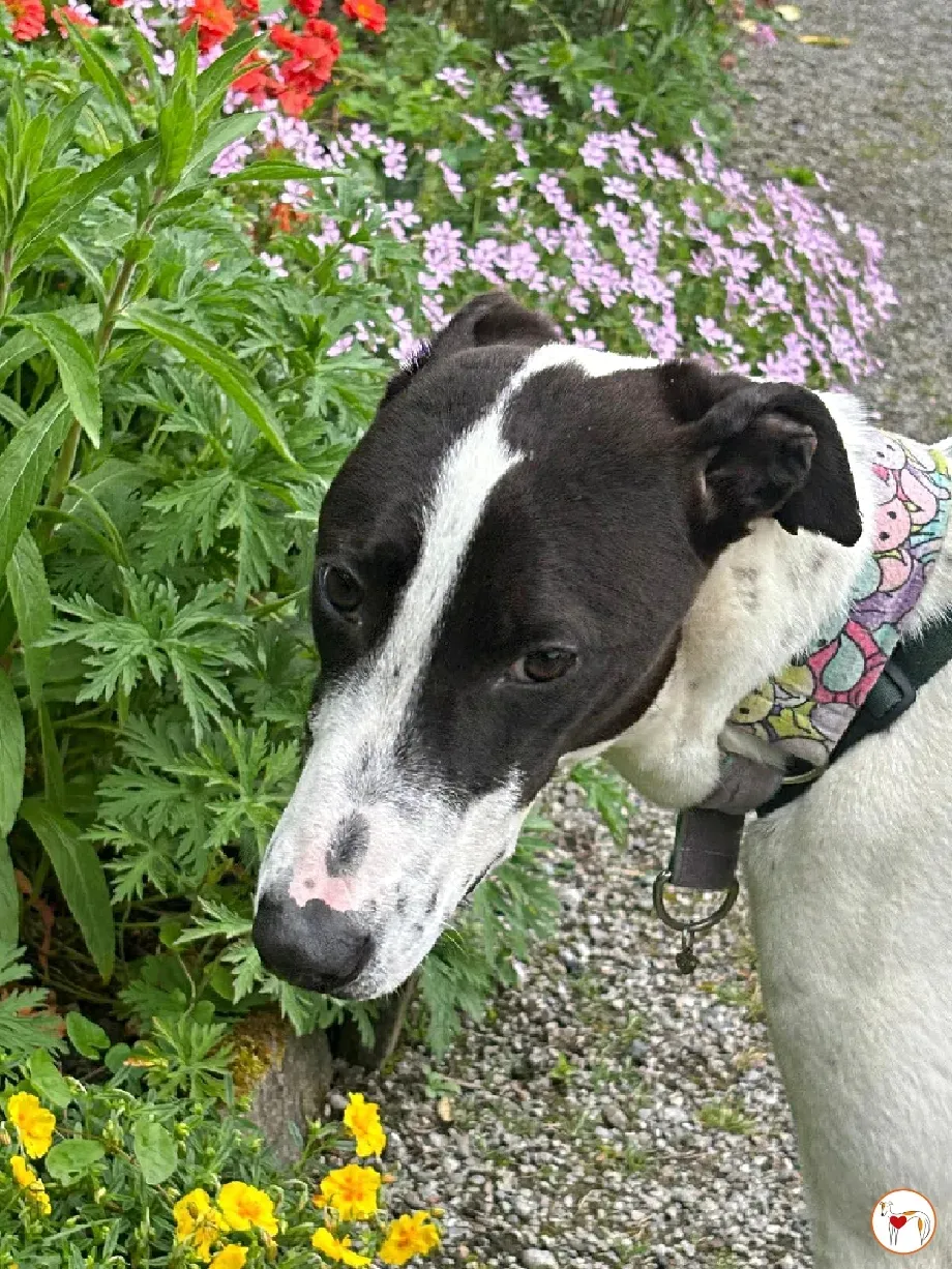 joy grey adozione 15 05 2024 26