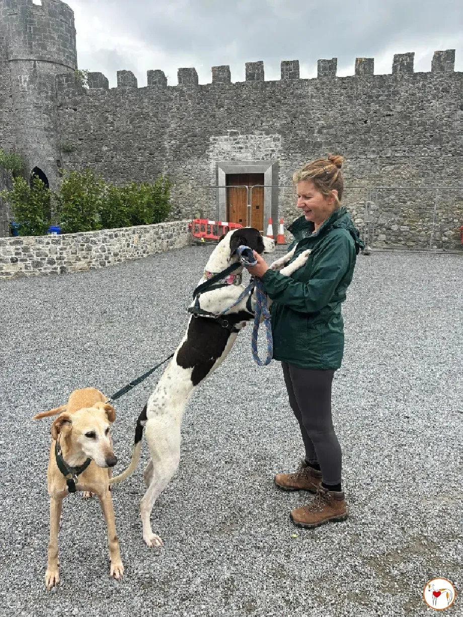 joy grey adozione 15 05 2024 27