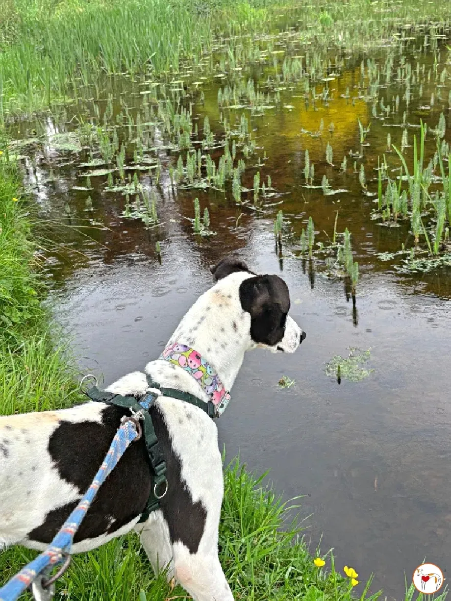 joy grey adozione 15 05 2024 29