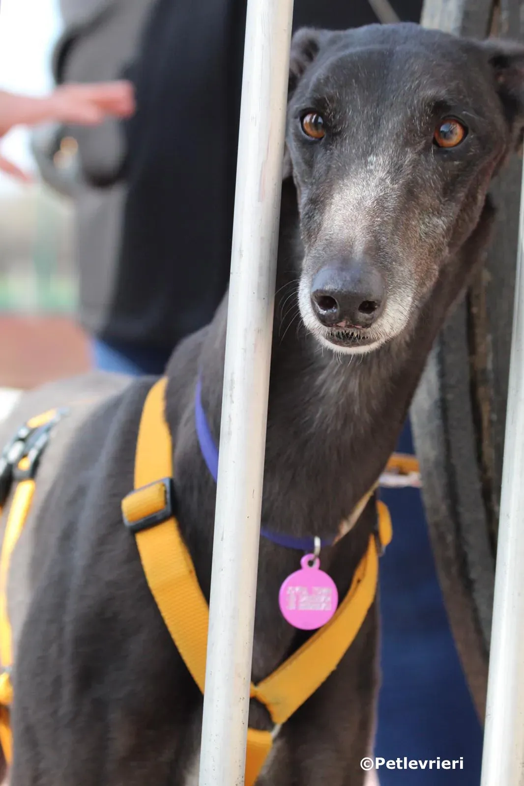 joyful town adozione greyhound macao 1 2