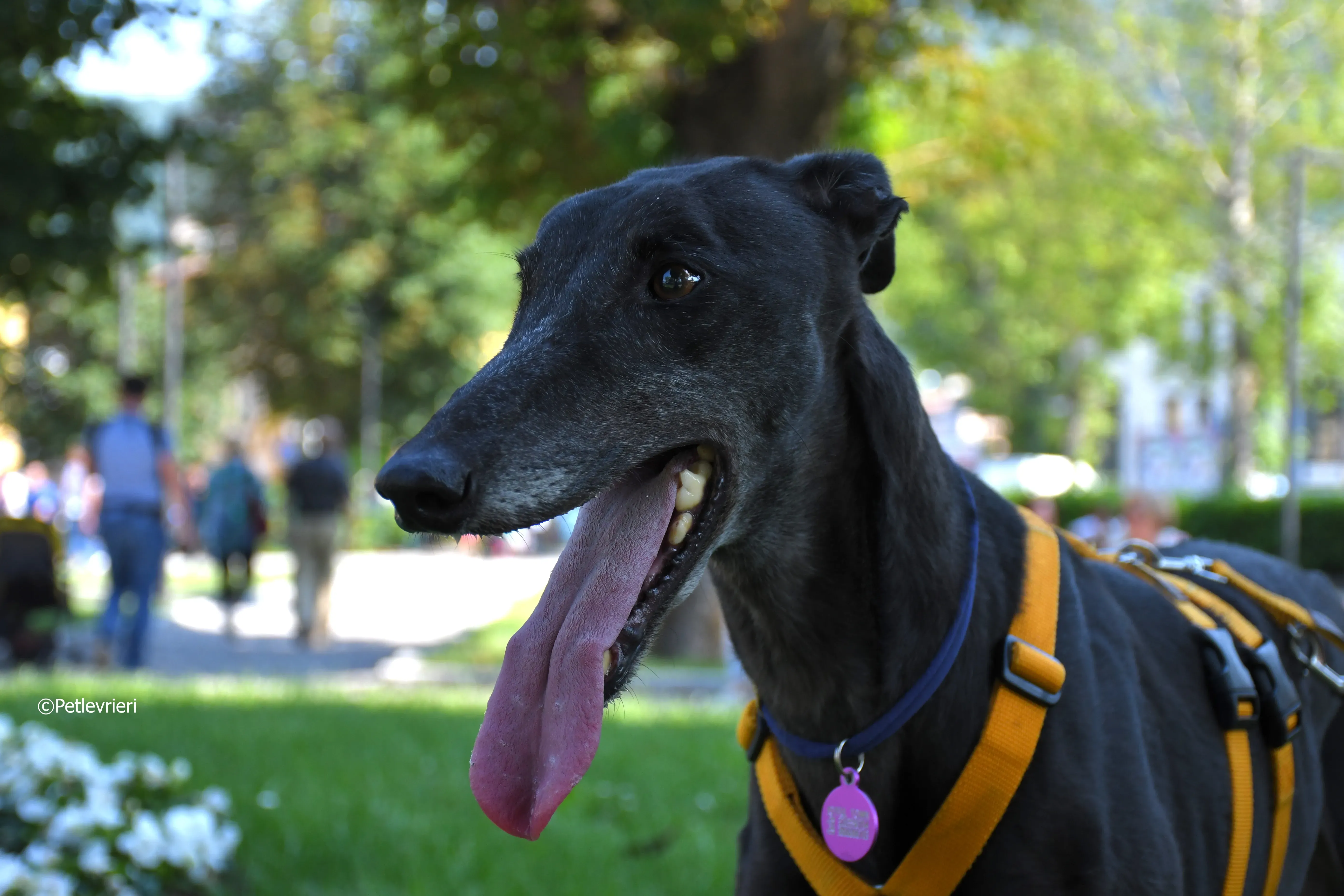 joyful town adozione greyhound macao 1 3
