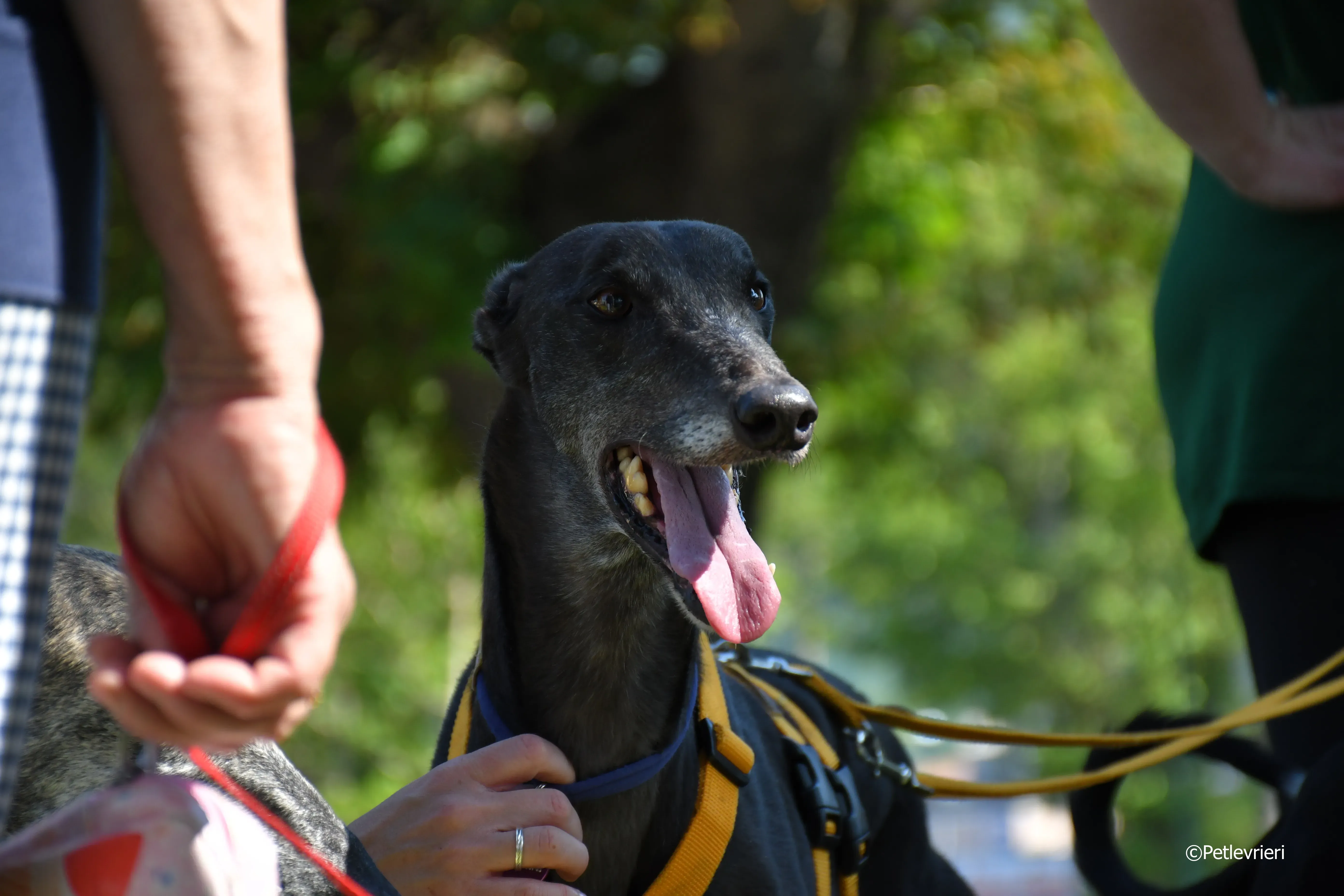 joyful town adozione greyhound macao 10 1