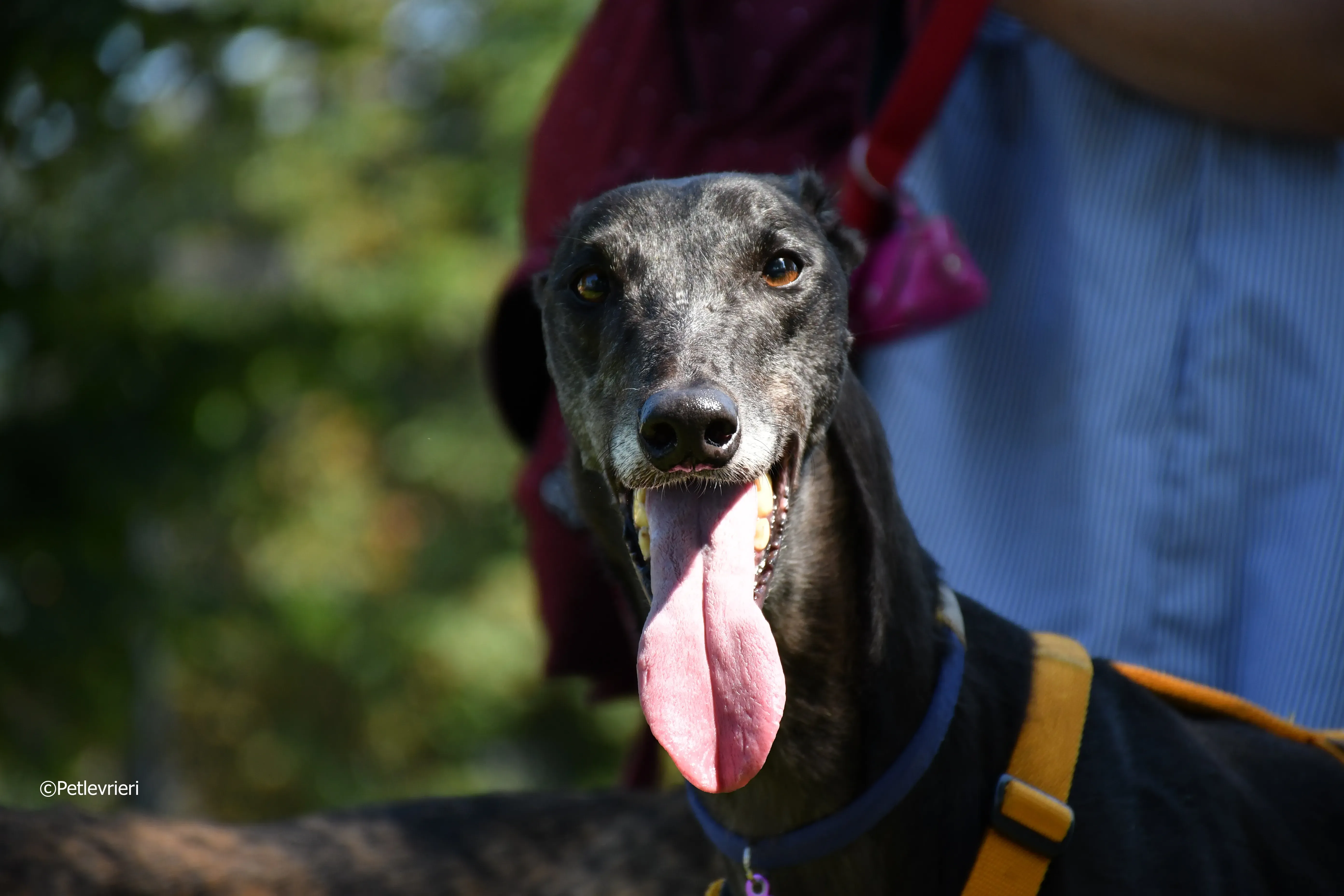 joyful town adozione greyhound macao 11 1