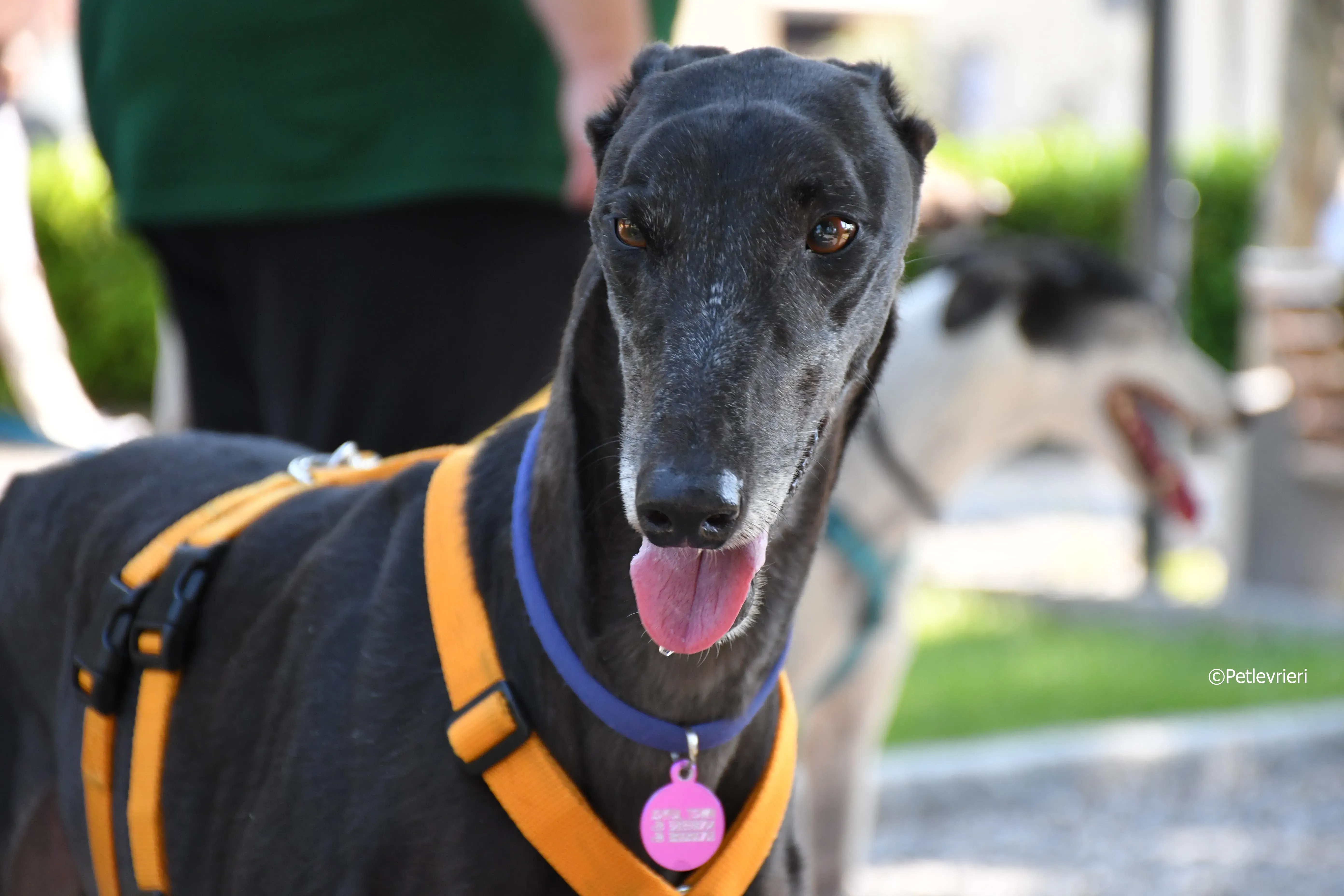 joyful town adozione greyhound macao 12 1