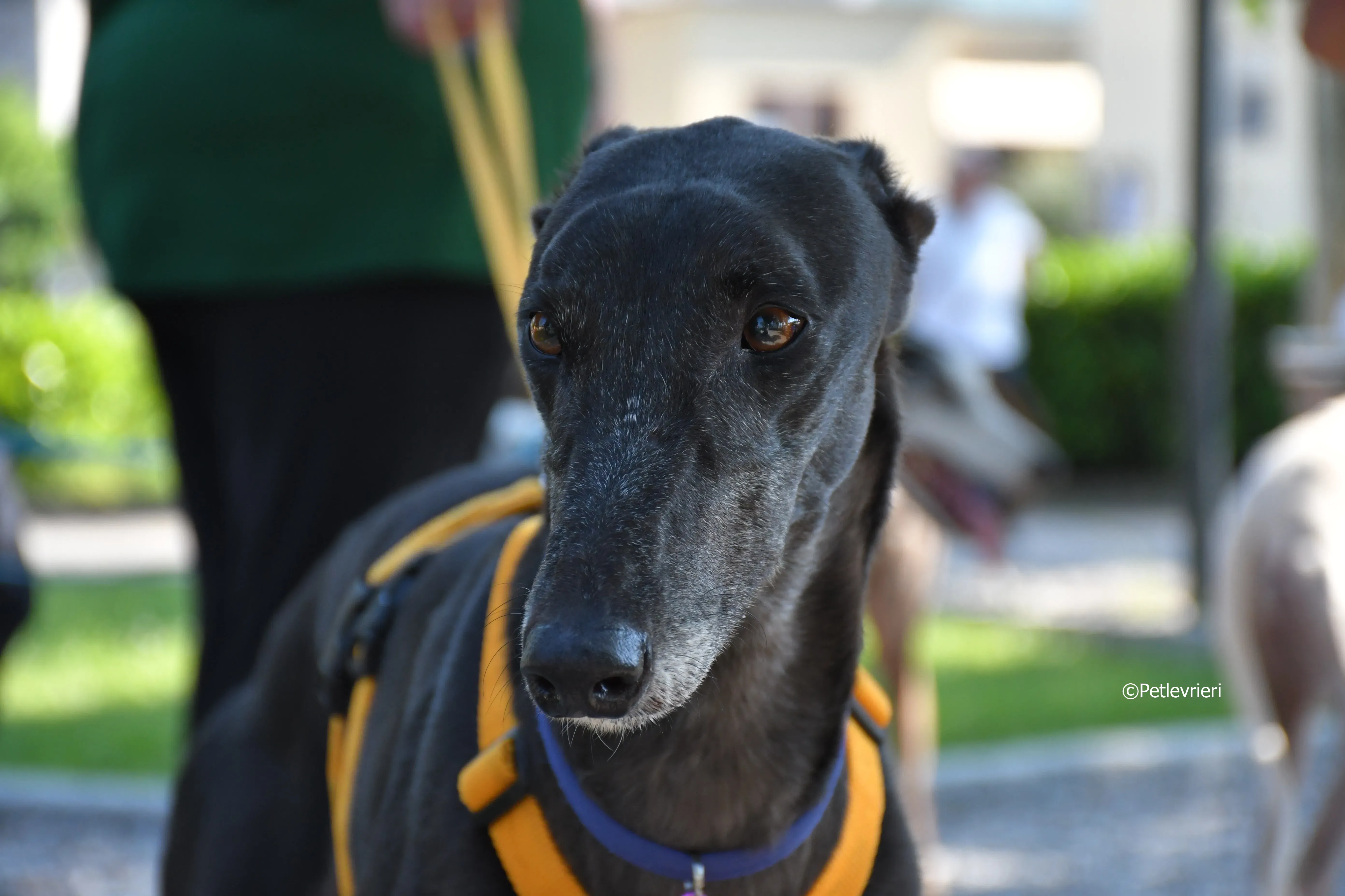 joyful town adozione greyhound macao 13