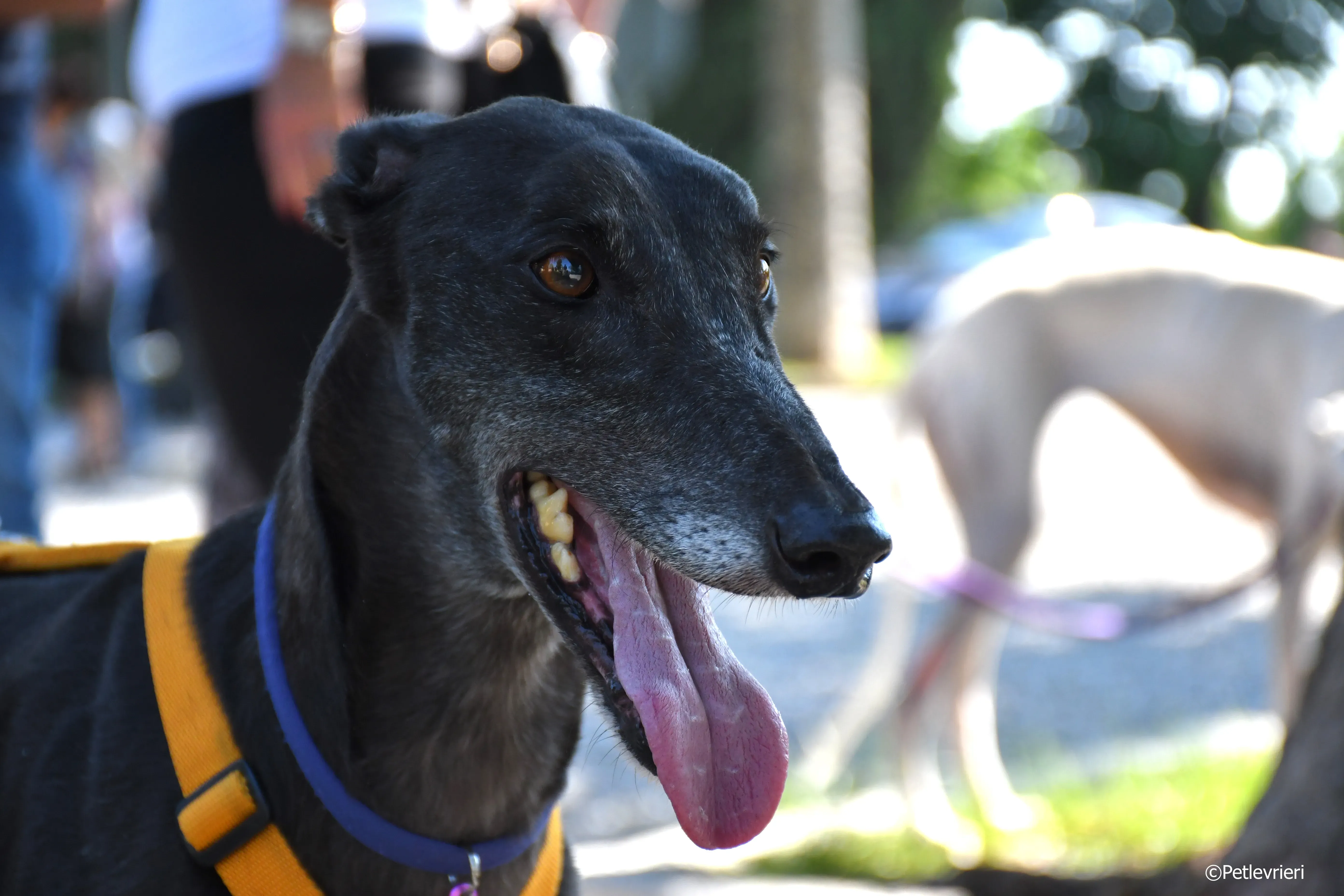 joyful town adozione greyhound macao 14