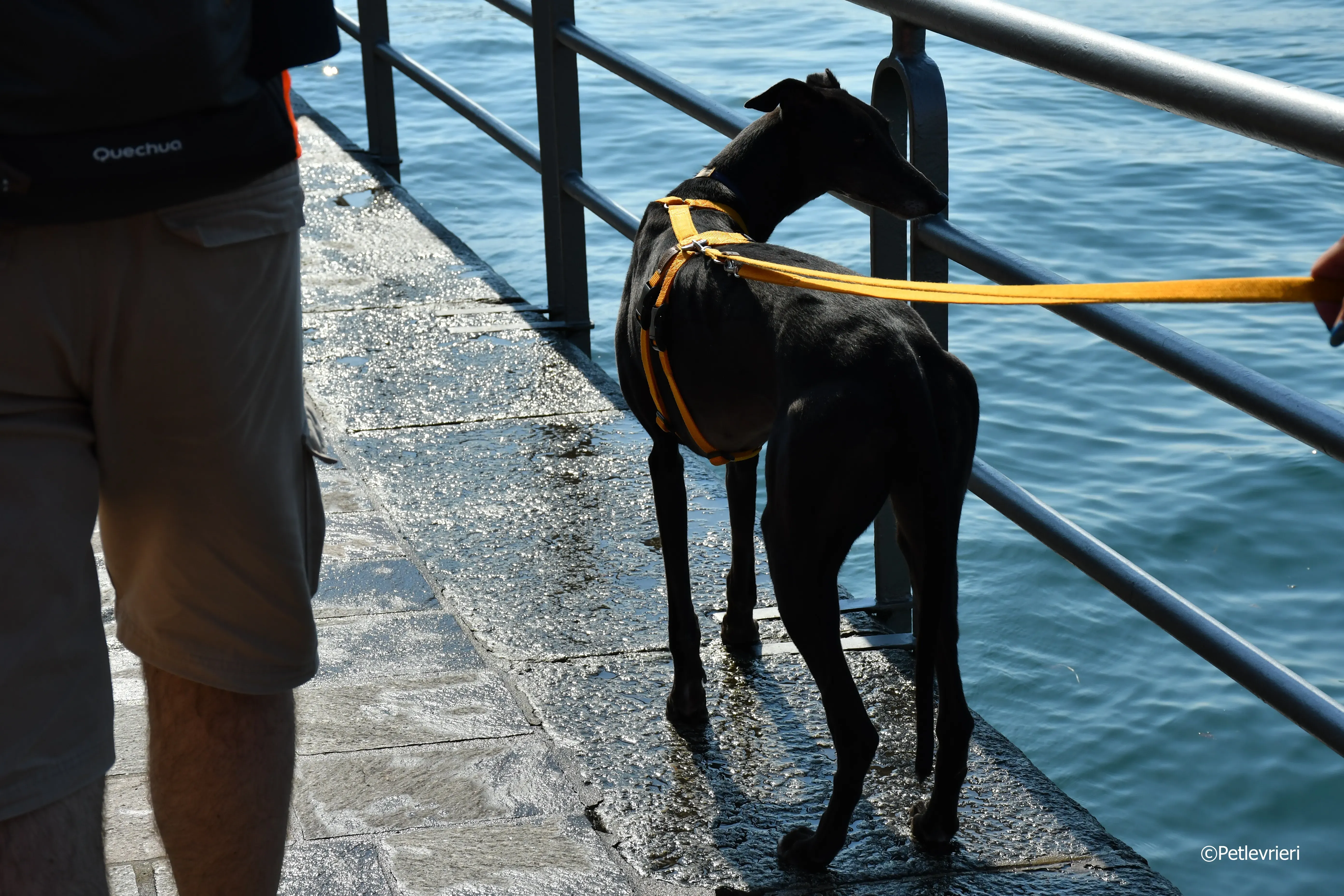 joyful town adozione greyhound macao 15