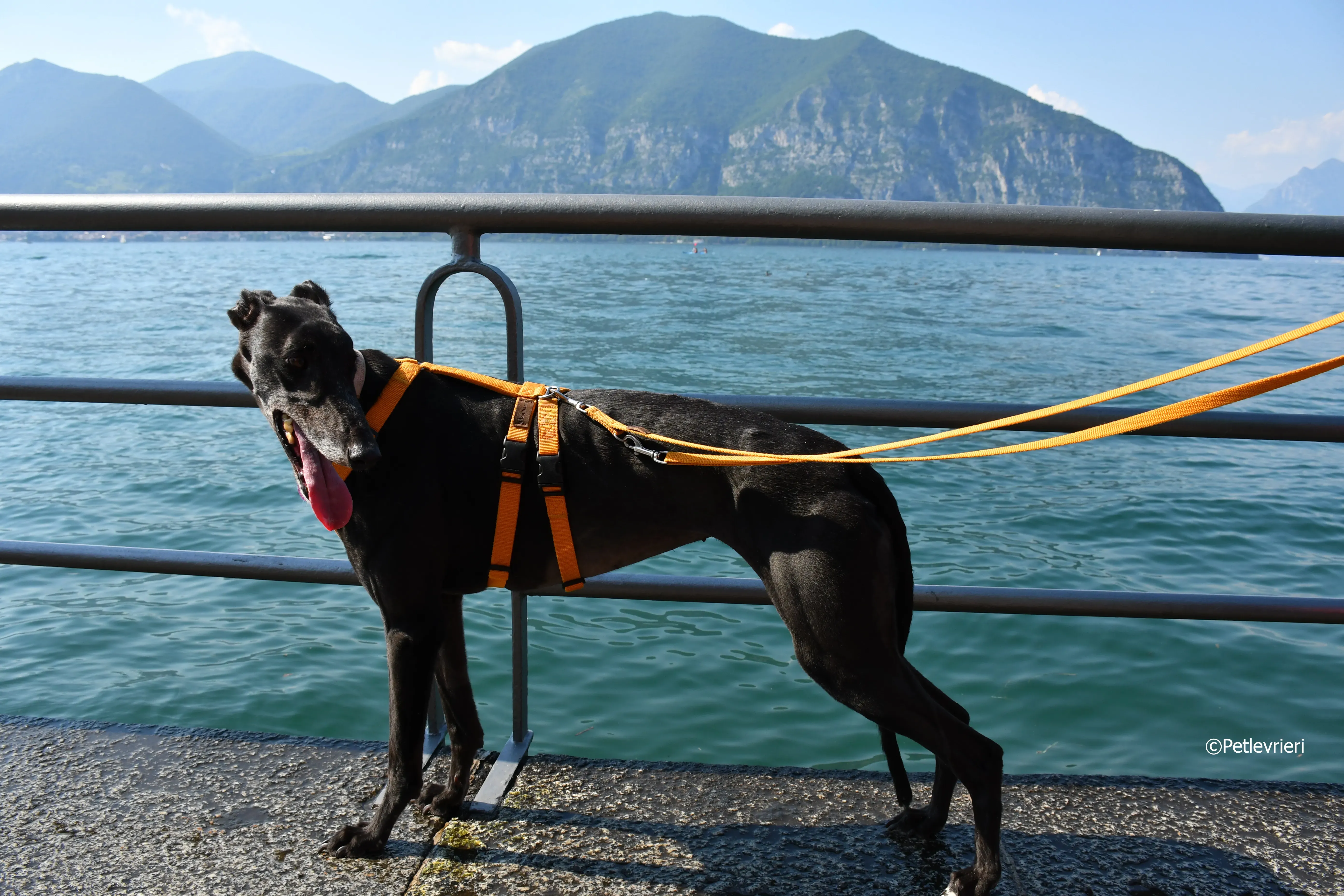 joyful town adozione greyhound macao 16