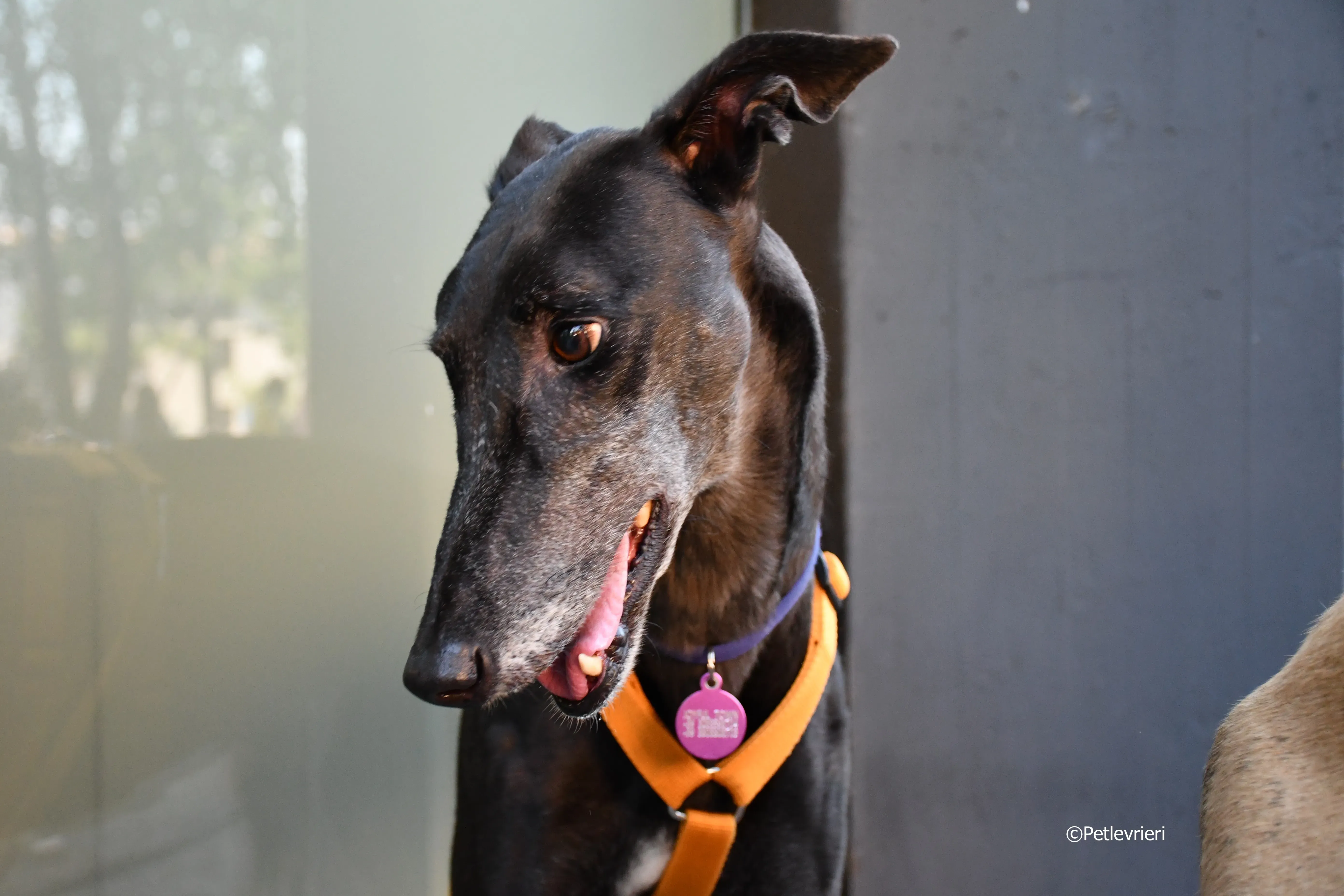 joyful town adozione greyhound macao 17