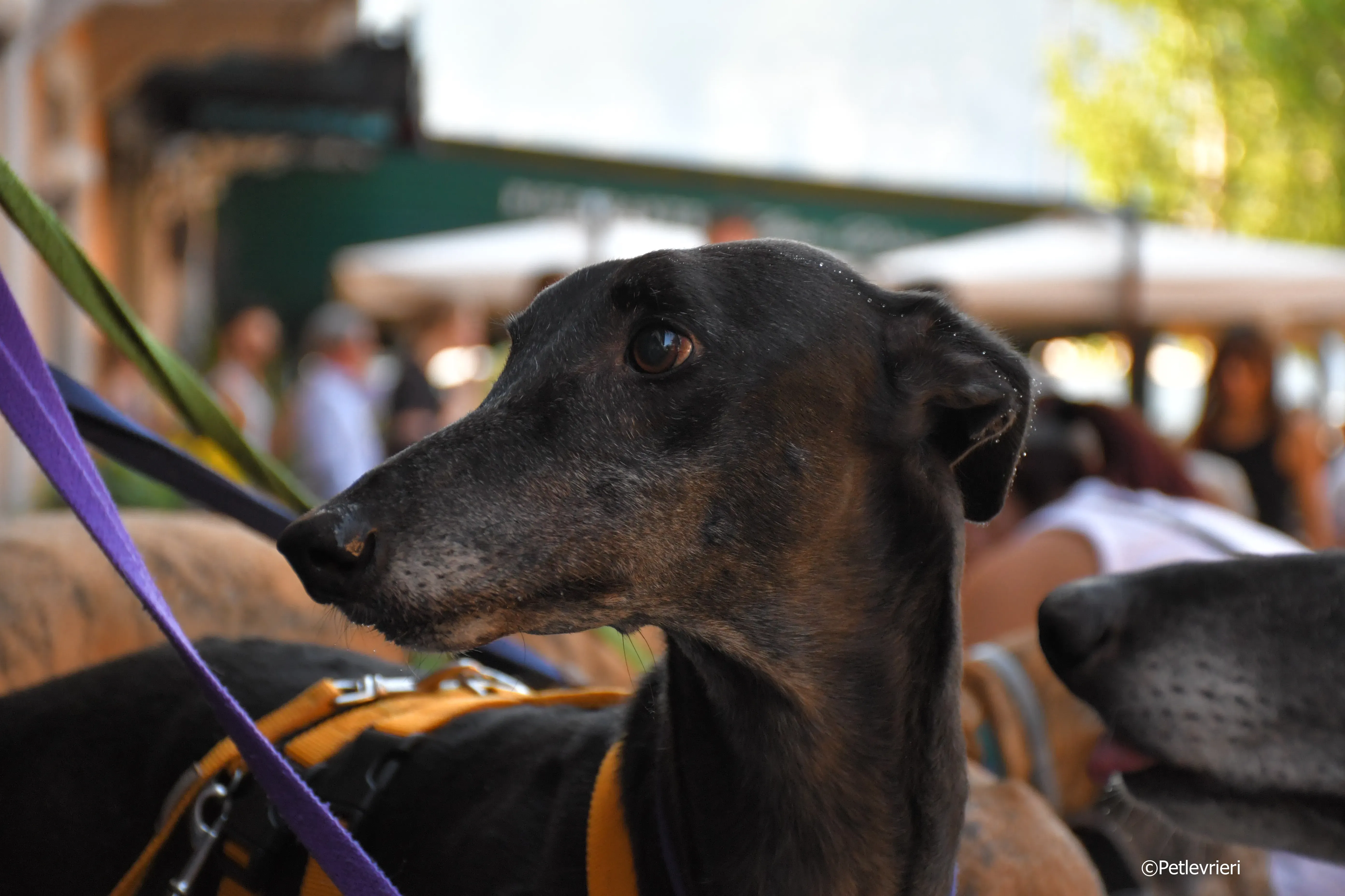 joyful town adozione greyhound macao 18