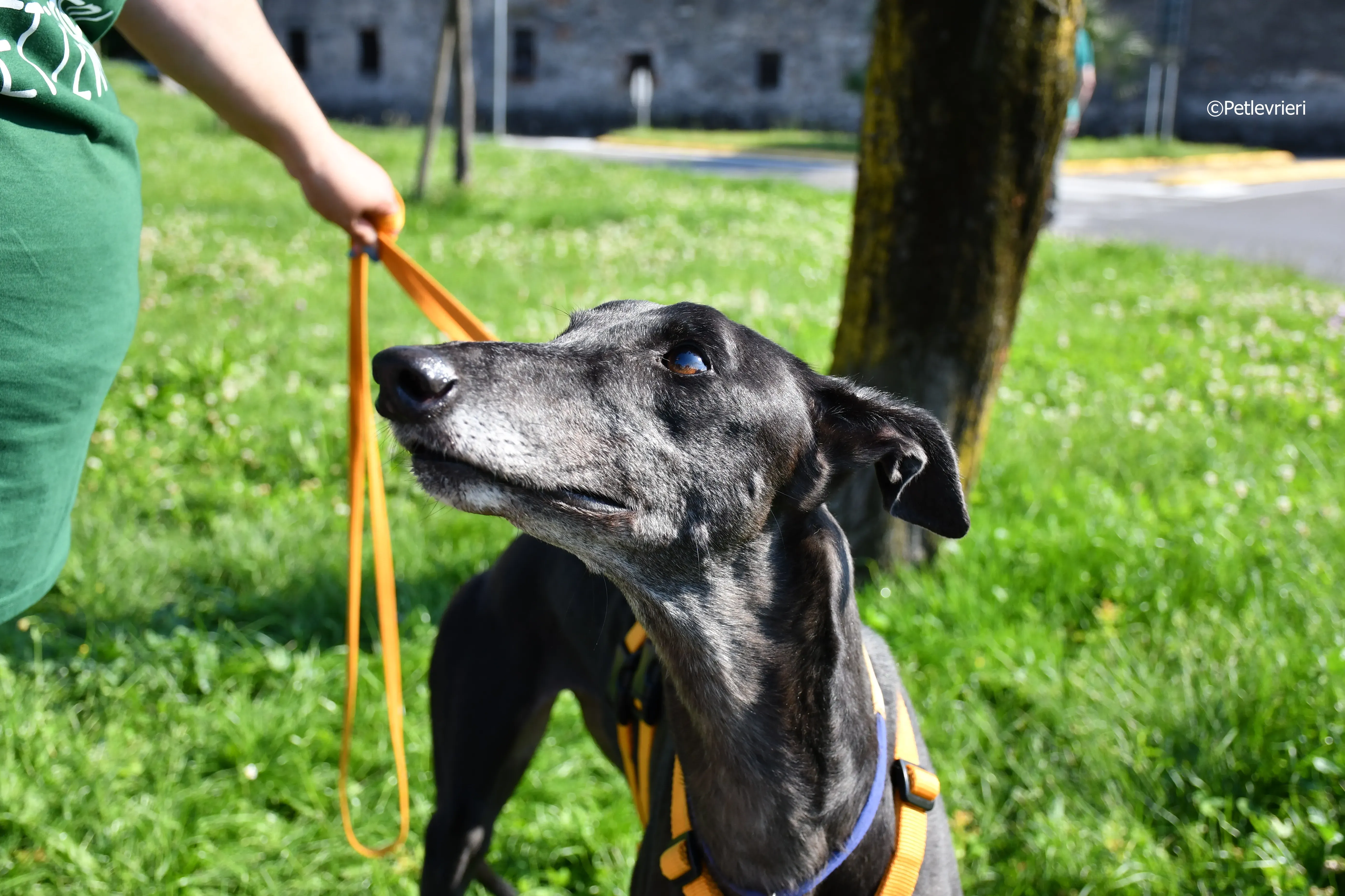 joyful town adozione greyhound macao 19