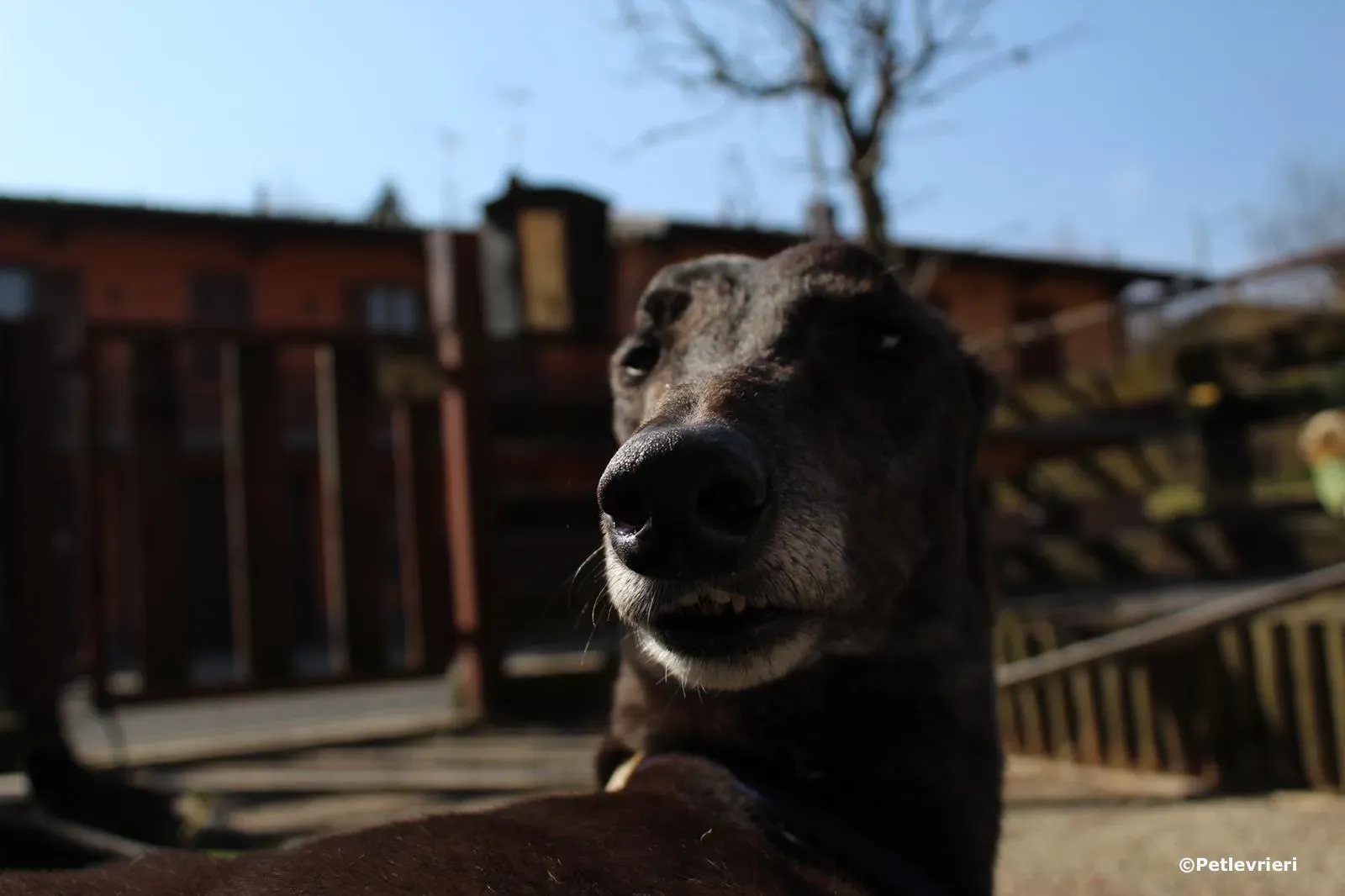 joyful town adozione greyhound macao 2 2