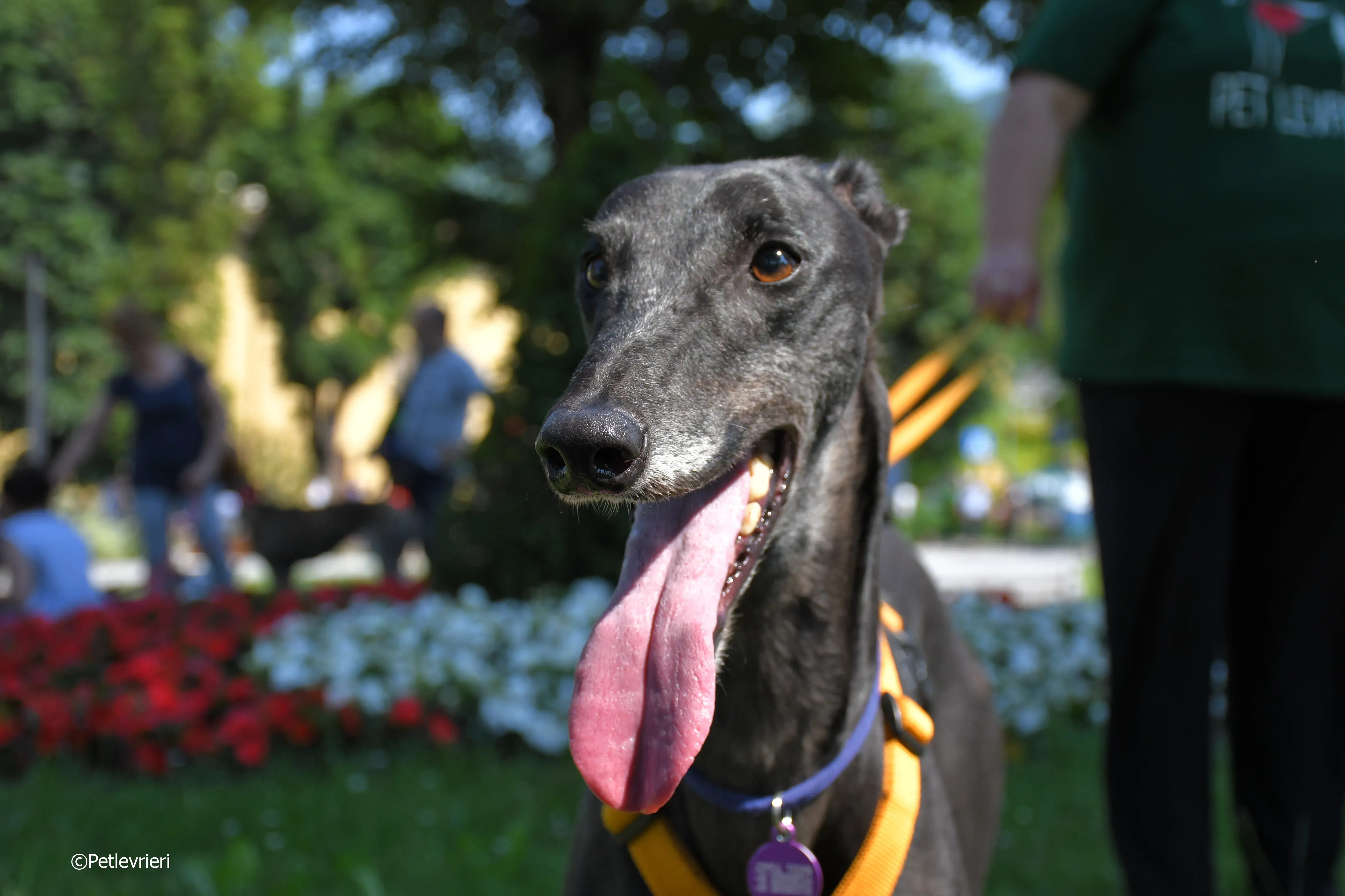 joyful town adozione greyhound macao 2 3