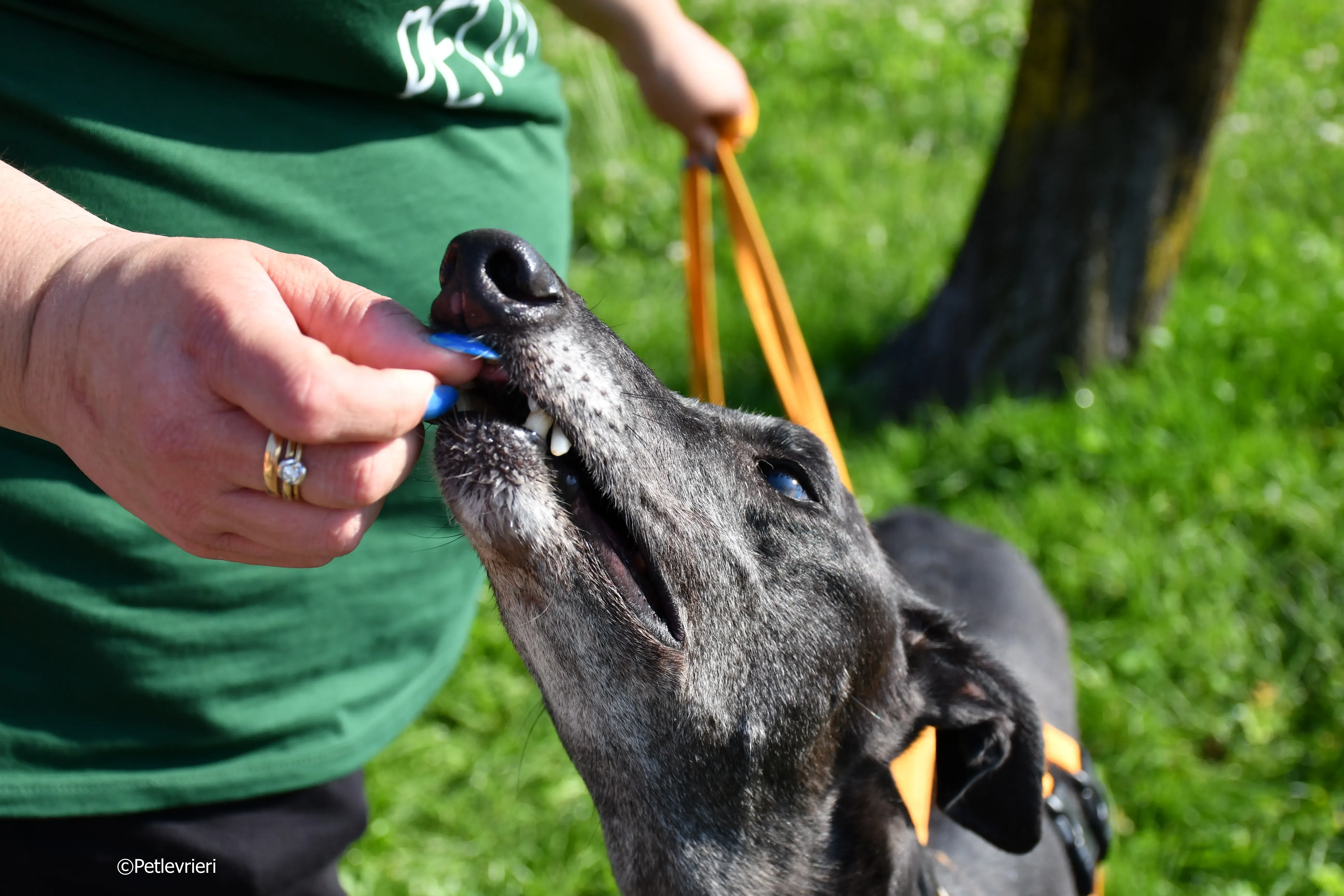 joyful town adozione greyhound macao 20