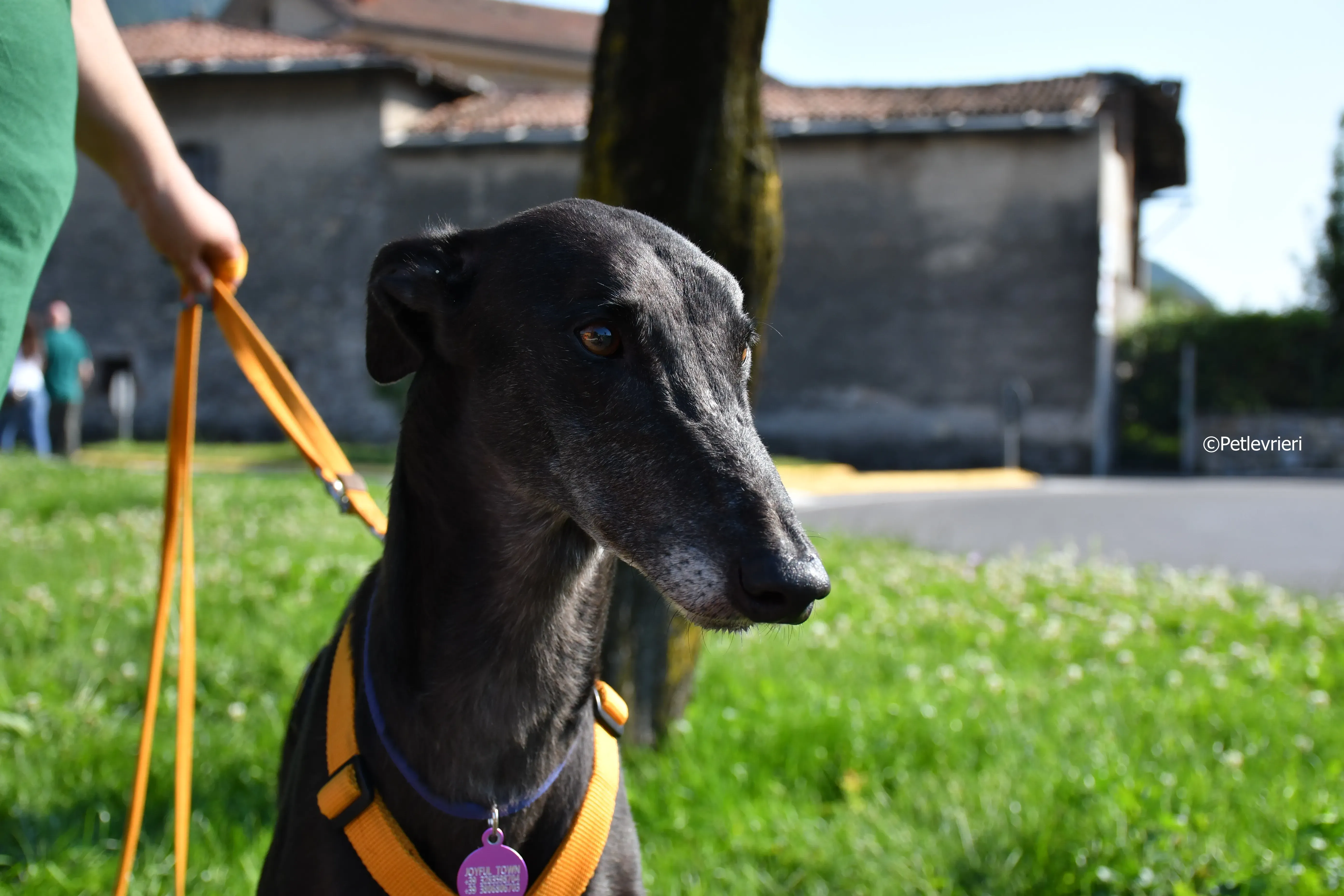 joyful town adozione greyhound macao 21